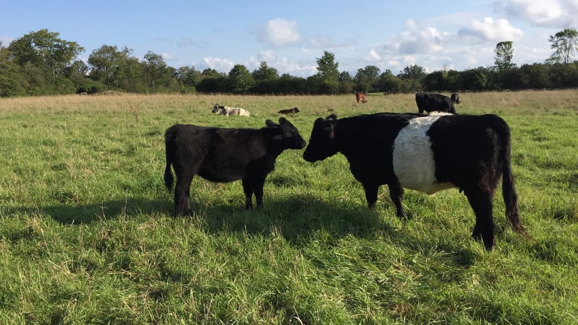 A black calf and a Belted Galloway cow nose to nose on pasture, more cattle grazing behind