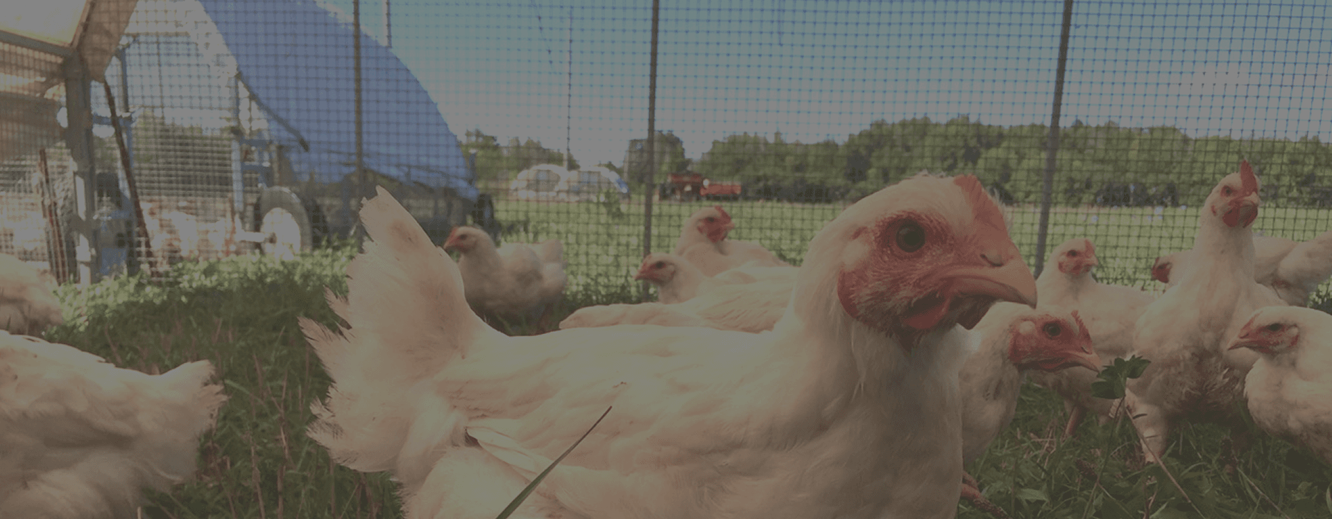 White meat chickens on grass inside a fenced pasture run, a blue-roofed portable shelter behind them