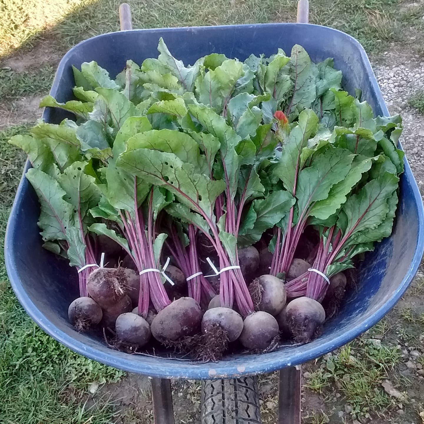 Bunches of freshly pulled beets with their leafy tops, tied and piled in a blue wheelbarrow