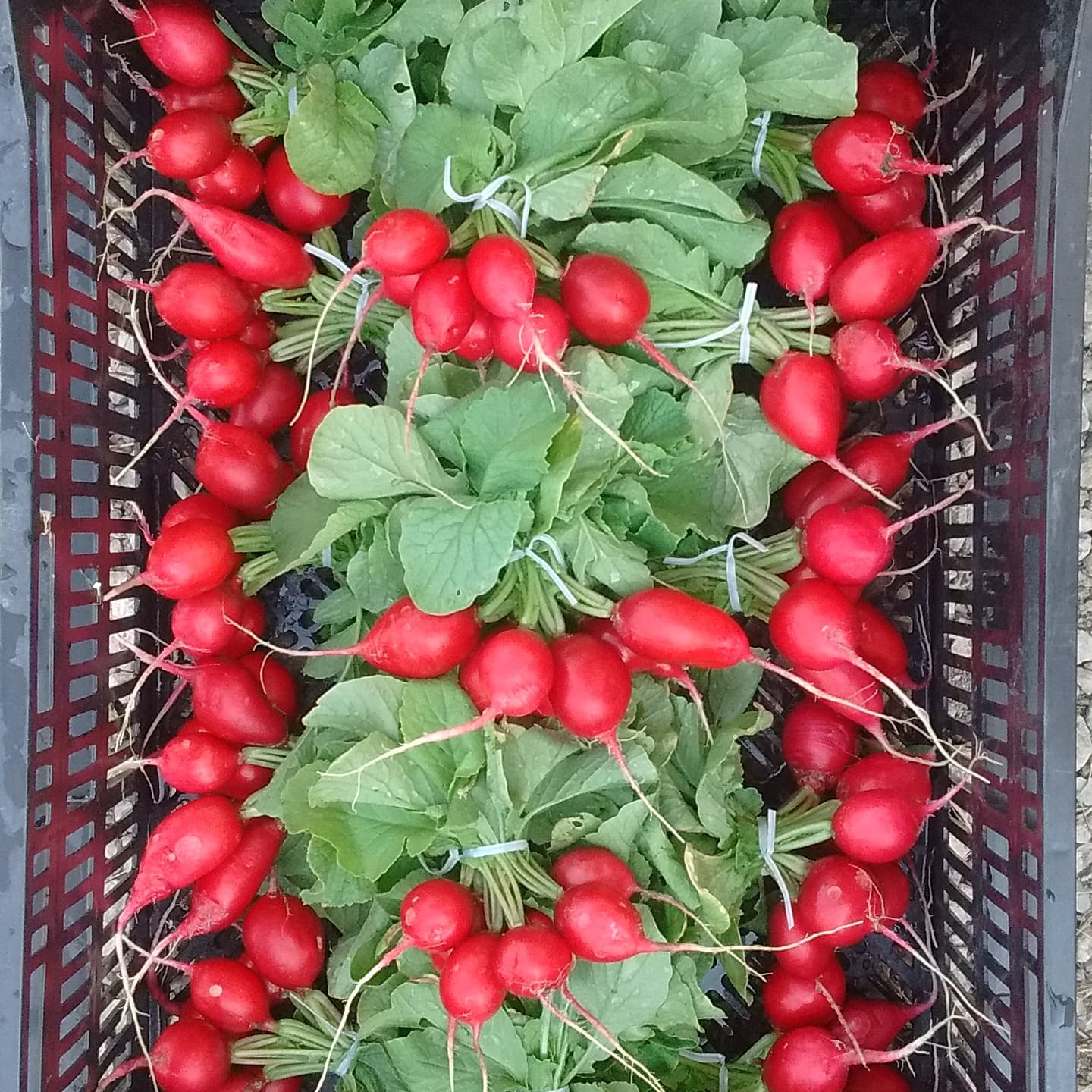 Rows of red radish bunches with their green tops, laid in a harvest crate