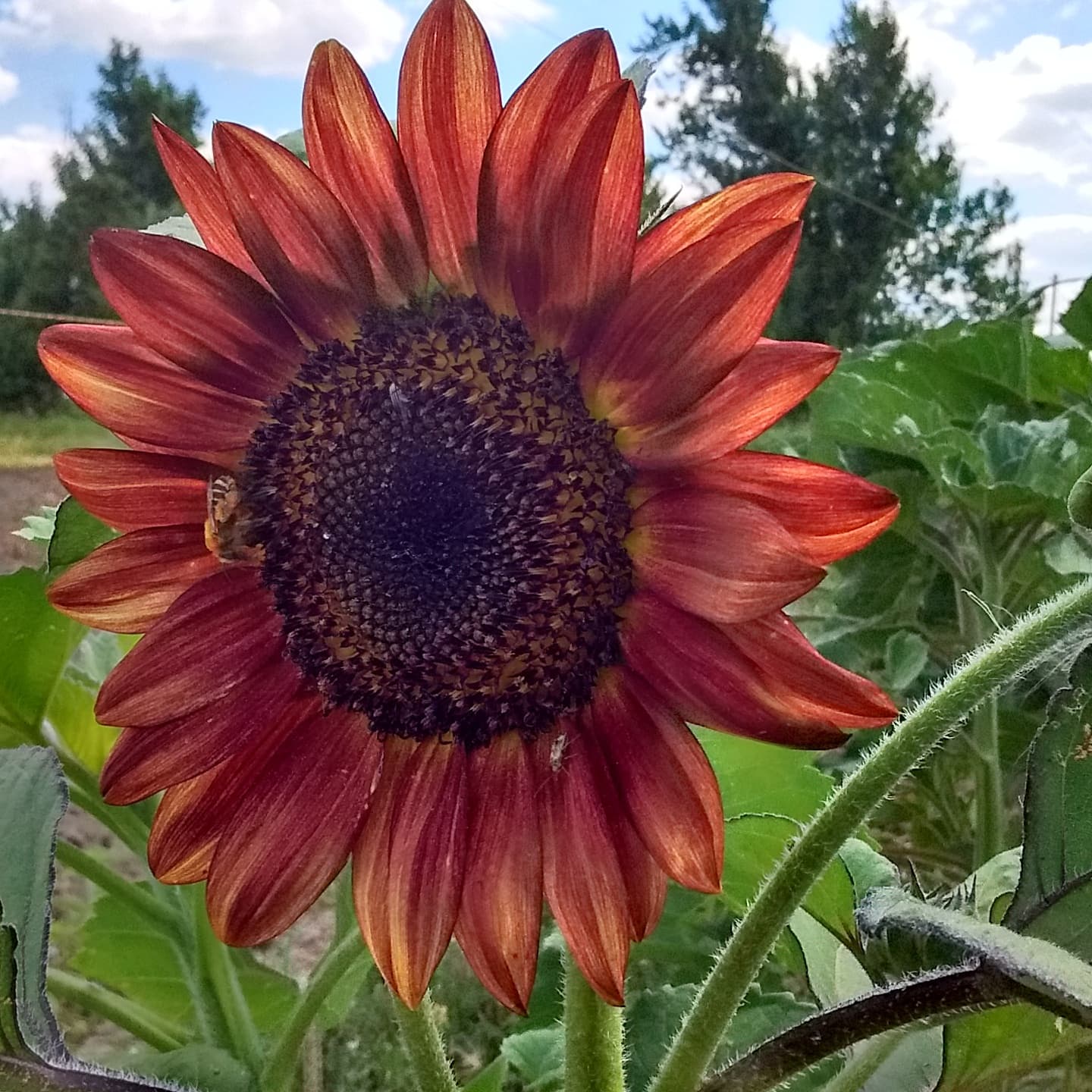A deep red sunflower in bloom with a bee on its petals, garden beds and trees behind