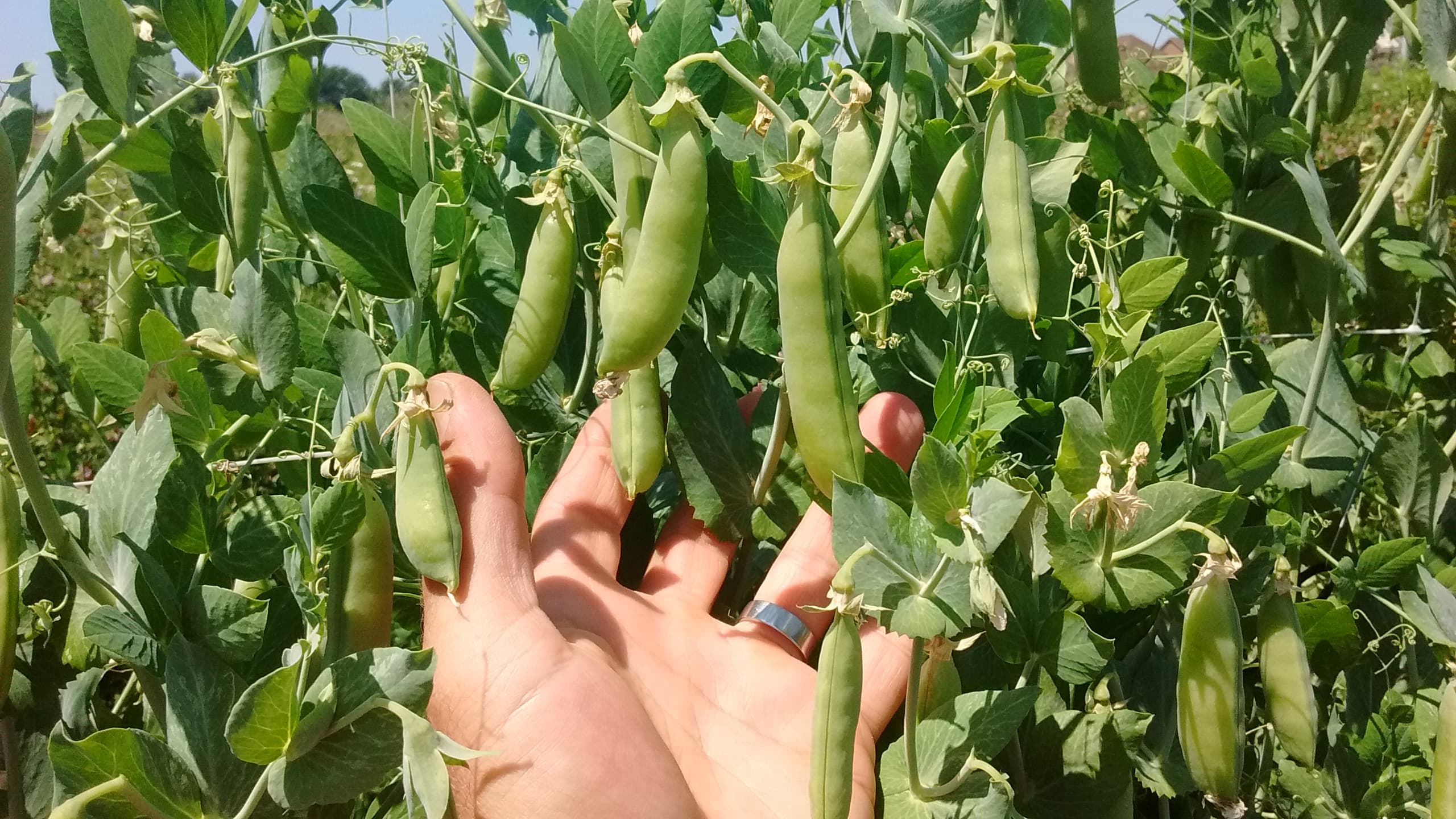 A hand cups plump green pea pods hanging on tall, leafy pea vines on a sunny day