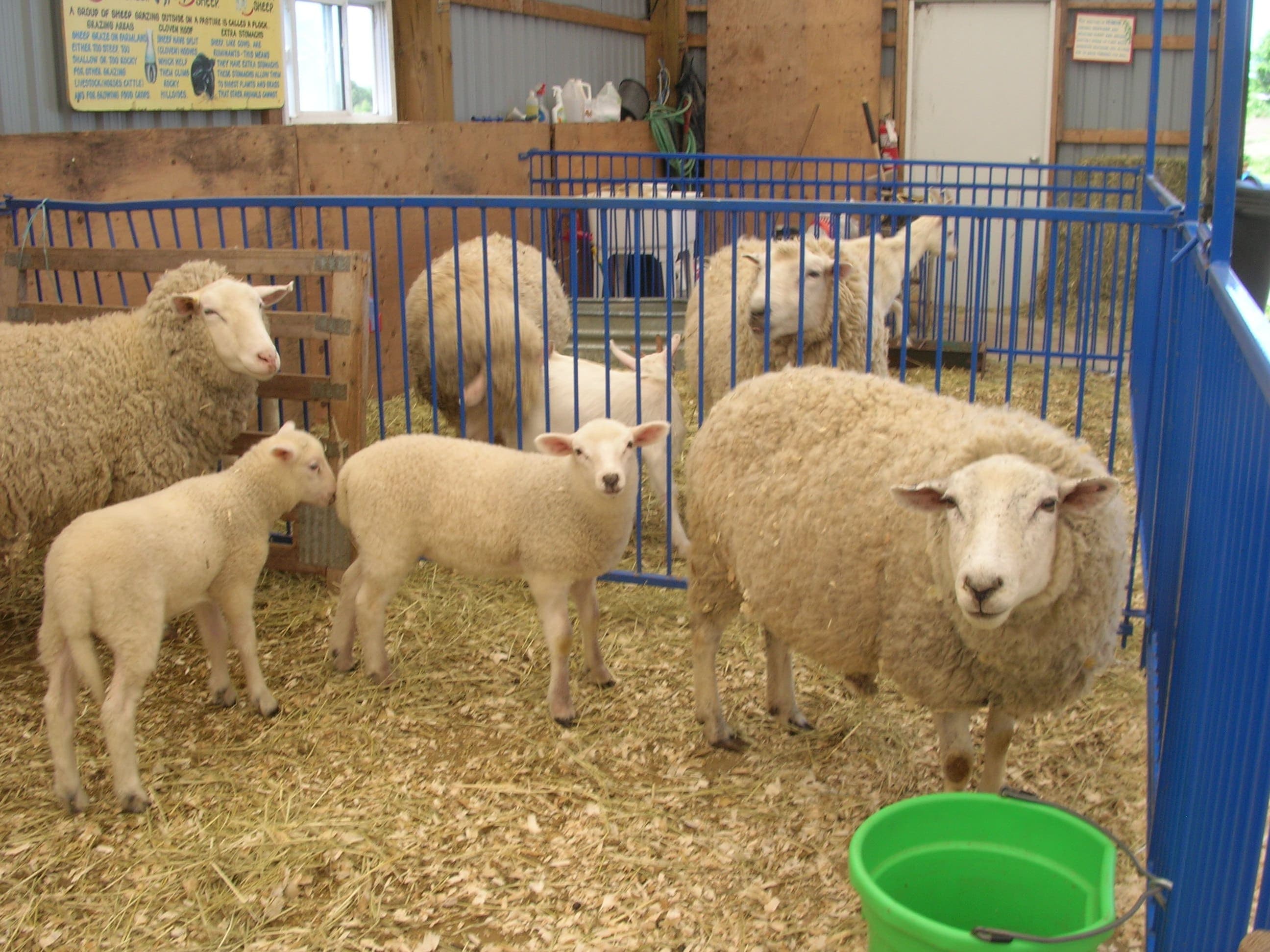 Ewes and their lambs stand on straw in a pen in the farm's animal barn, one ewe looking at the camera