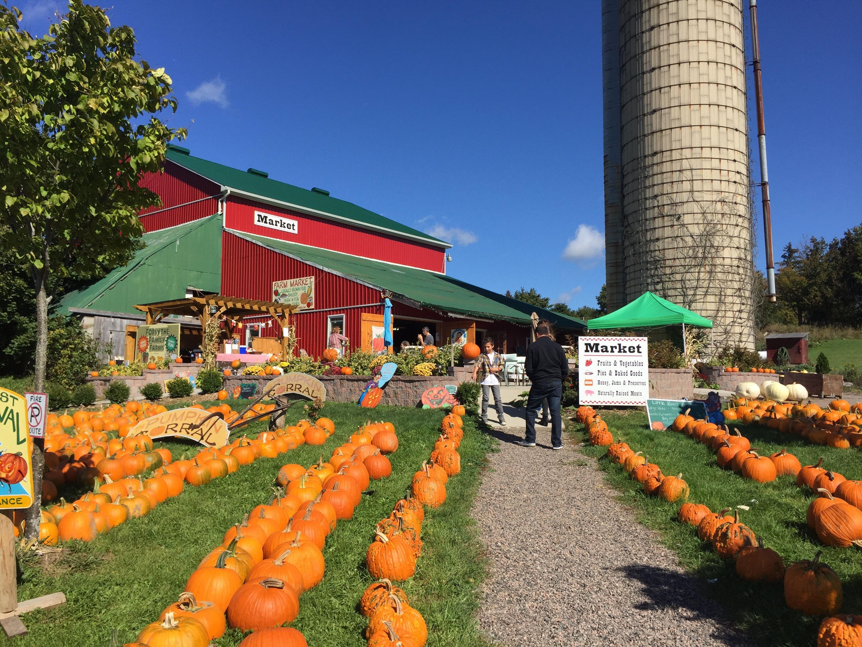 Rows of pumpkins line a gravel path up to the red farm market barn with its green roof and a tall silo, under a blue autumn sky