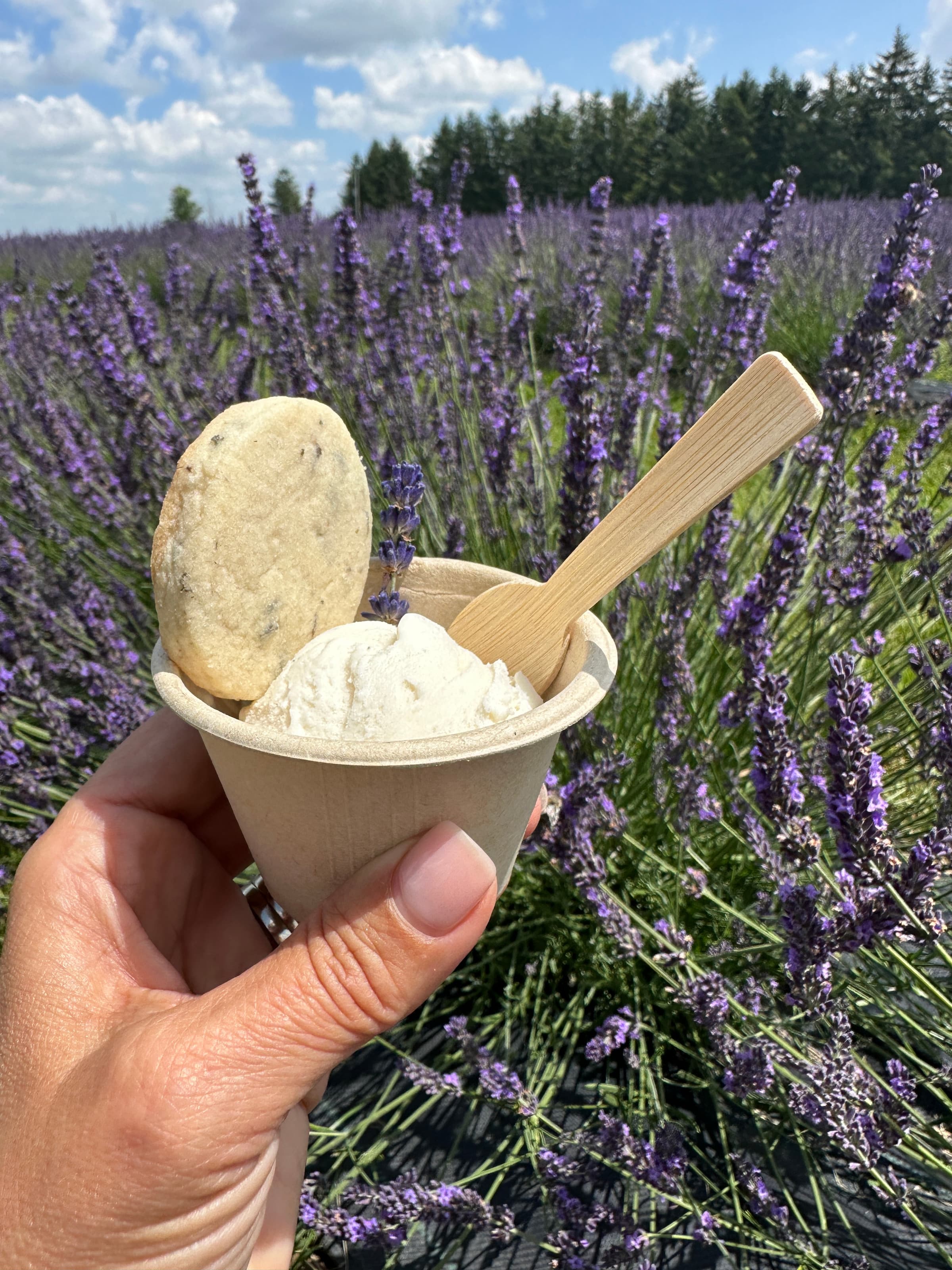 A scoop of ice cream and a cookie from the café in a paper cup with a wooden spoon, held up in front of lavender in bloom