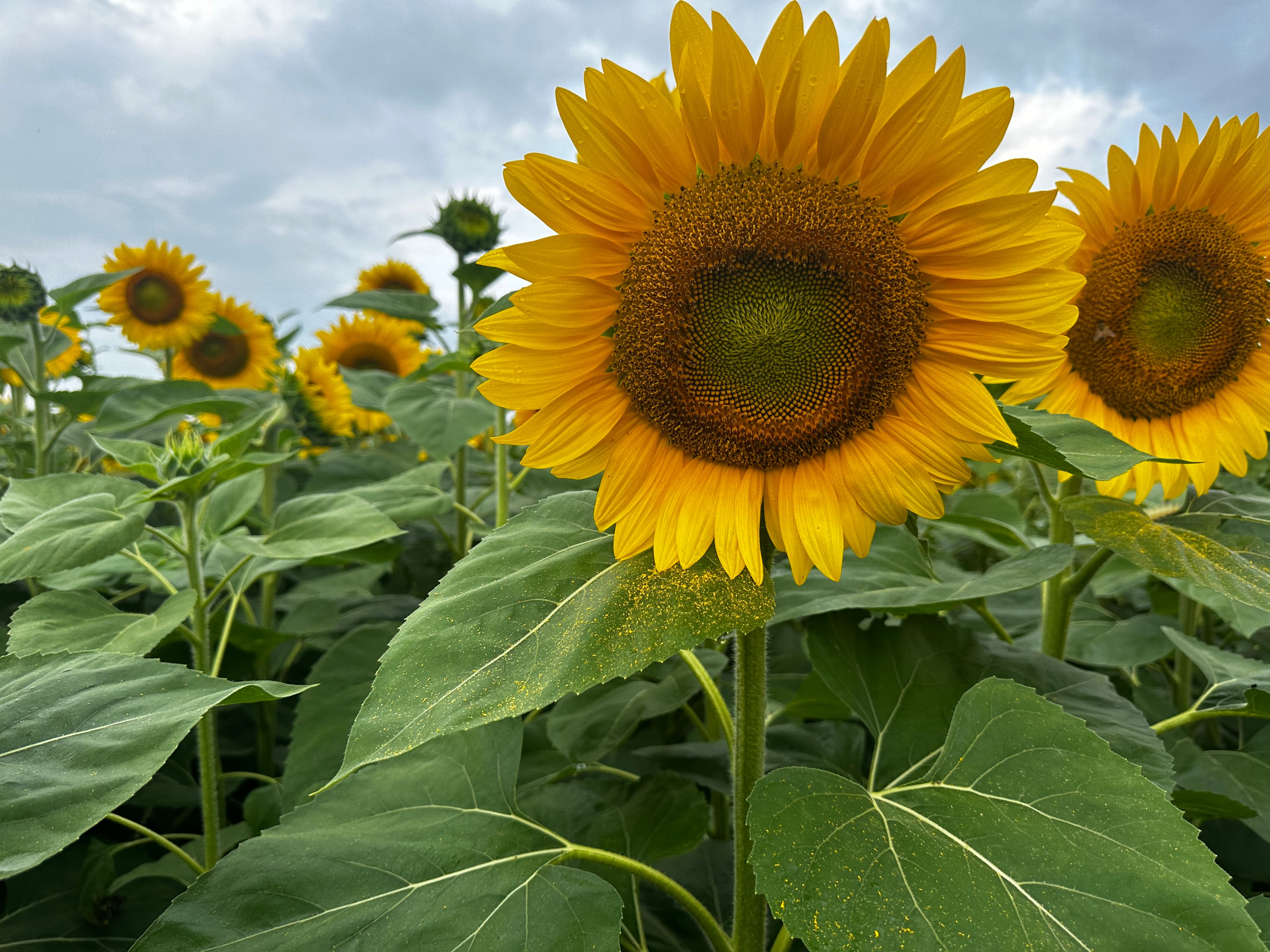 A sunflower in full bloom in the farm's sunflower field, with more heads behind it