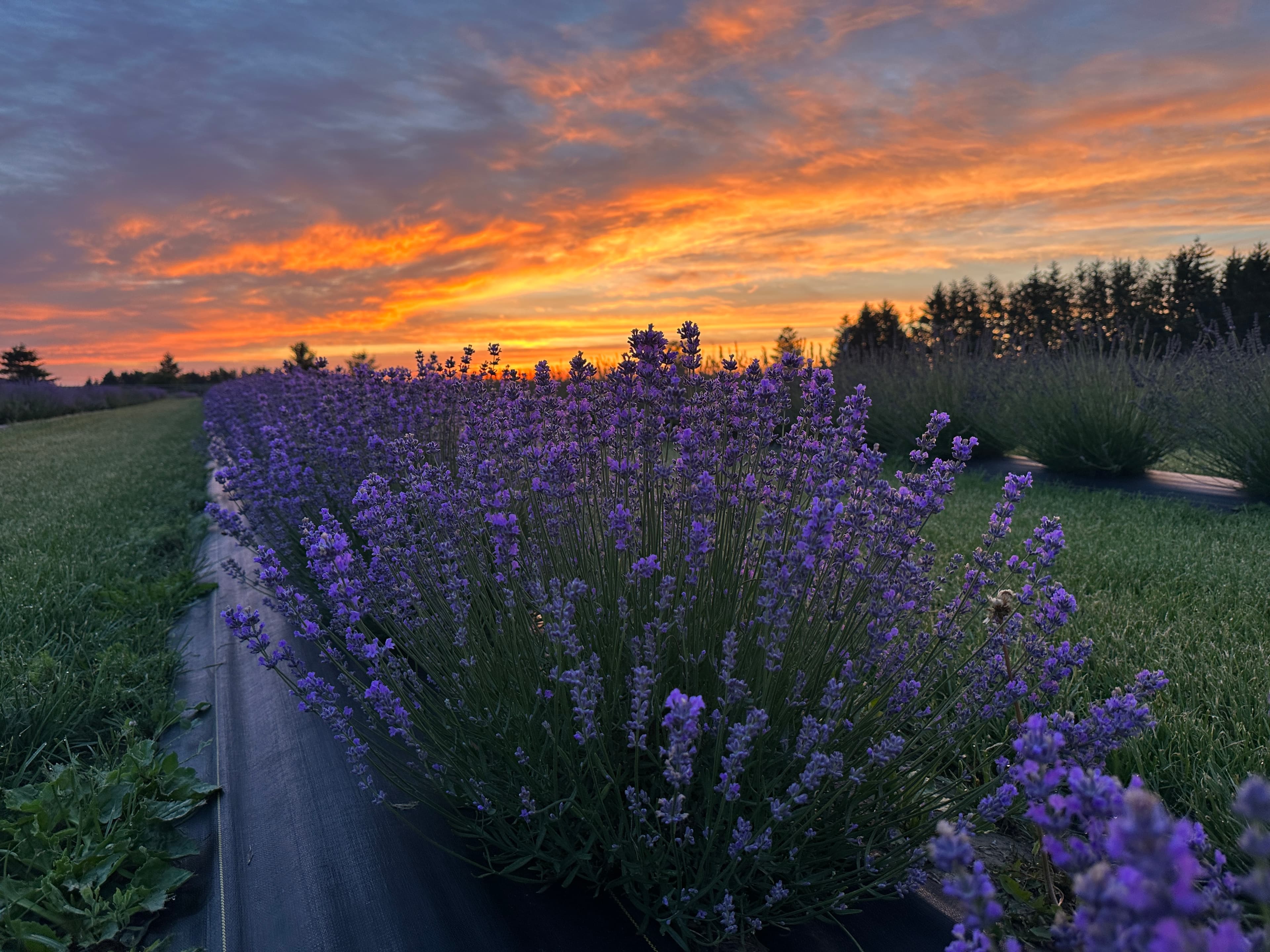 A row of lavender in full bloom under an orange sunset sky, with more rows and a line of evergreens beyond