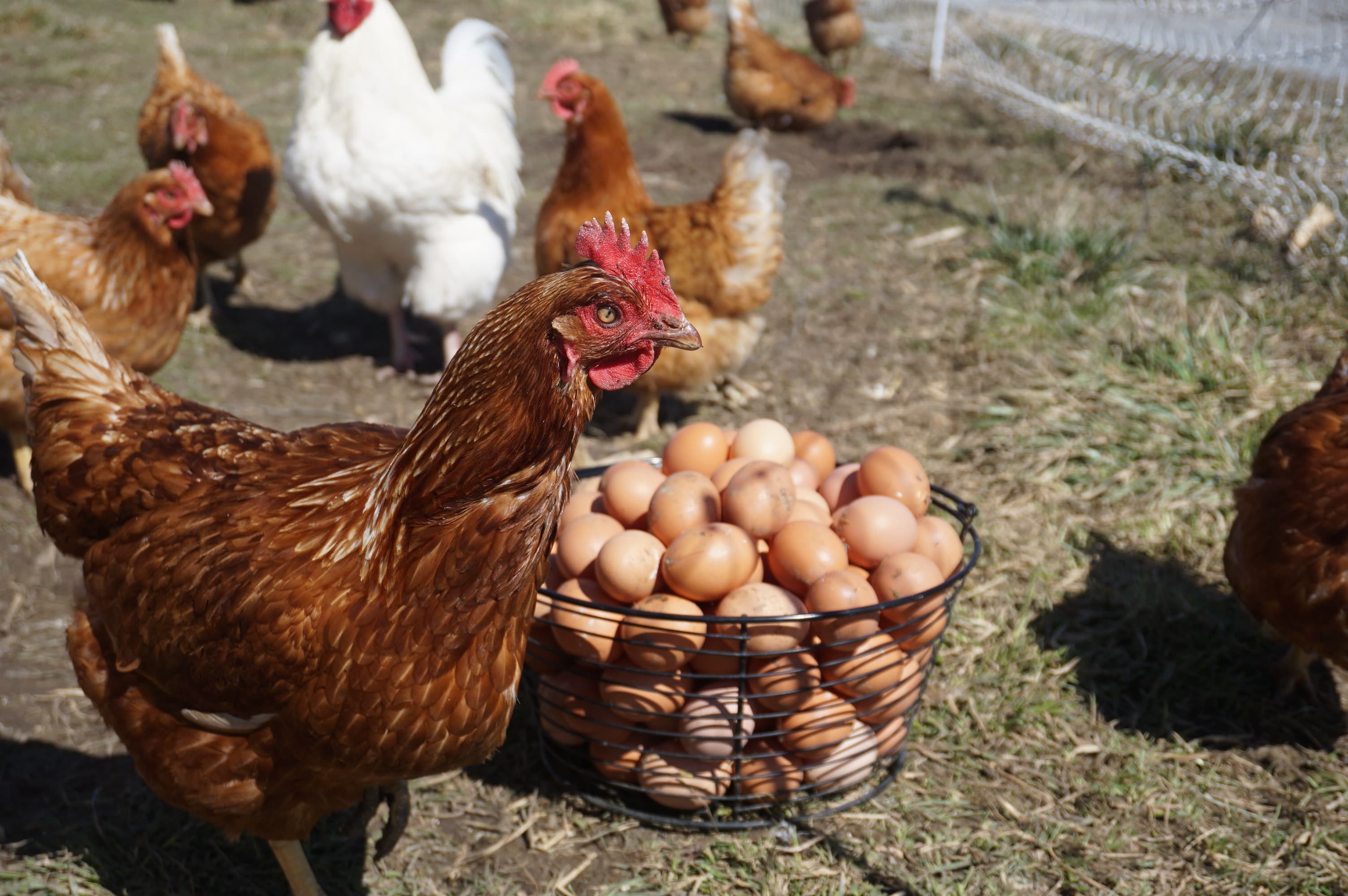 Brown hens and a white hen around a wire basket full of brown eggs, outdoors on bare ground and grass