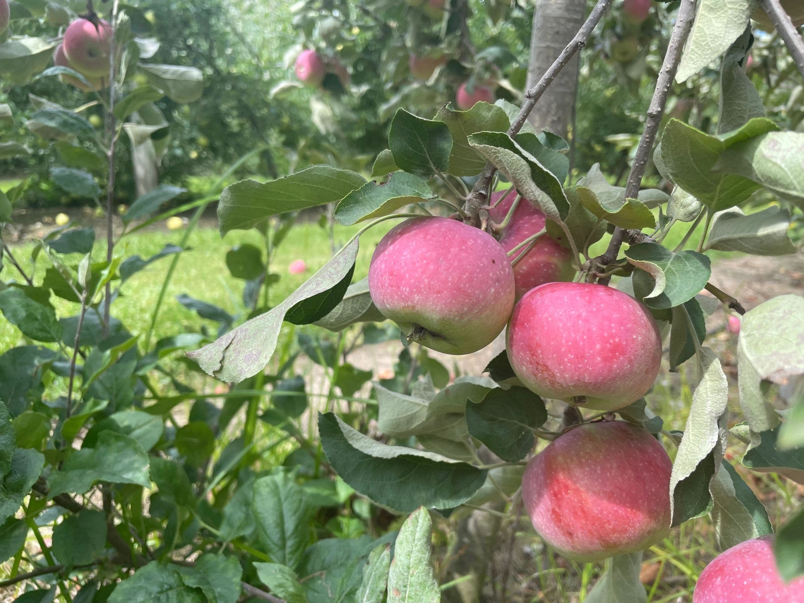 Red apples ripening on a branch in the orchard, with more fruit-laden trees behind
