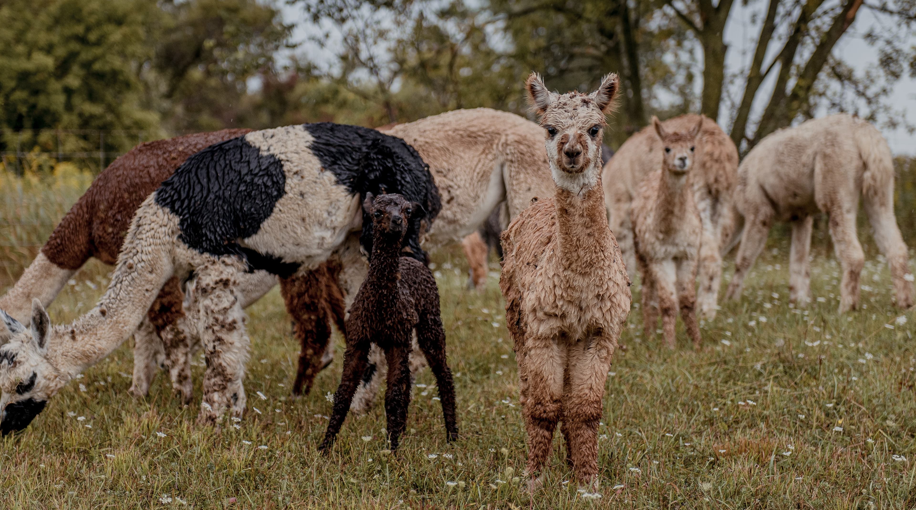 Damp alpacas graze in a pasture of grass and clover, with a young brown cria and a fawn alpaca standing in front facing the camera
