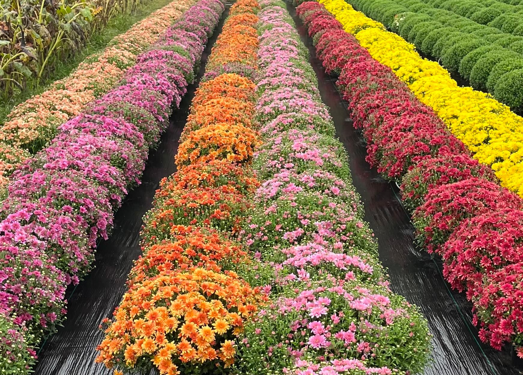 Long rows of fall mums in bloom in orange, pink, purple, red and yellow, growing on black plastic in the field