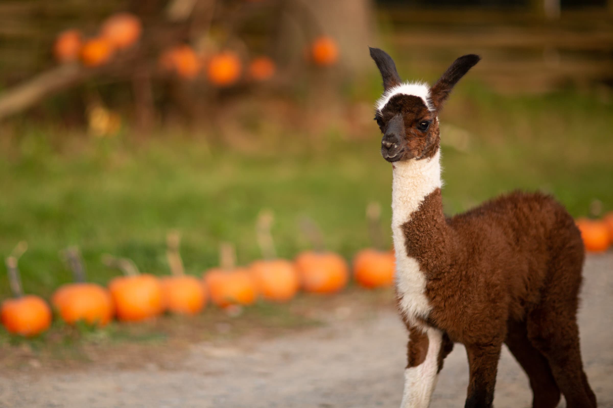 A brown and white baby llama stands on a gravel lane, with a row of orange pumpkins on the grass behind