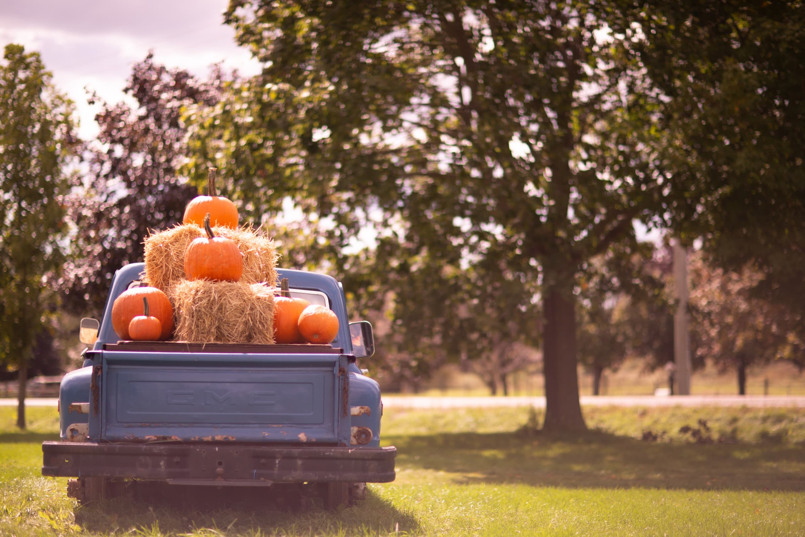 Orange pumpkins stacked on straw bales in the bed of an old blue pickup truck, parked on a lawn beside a large shade tree