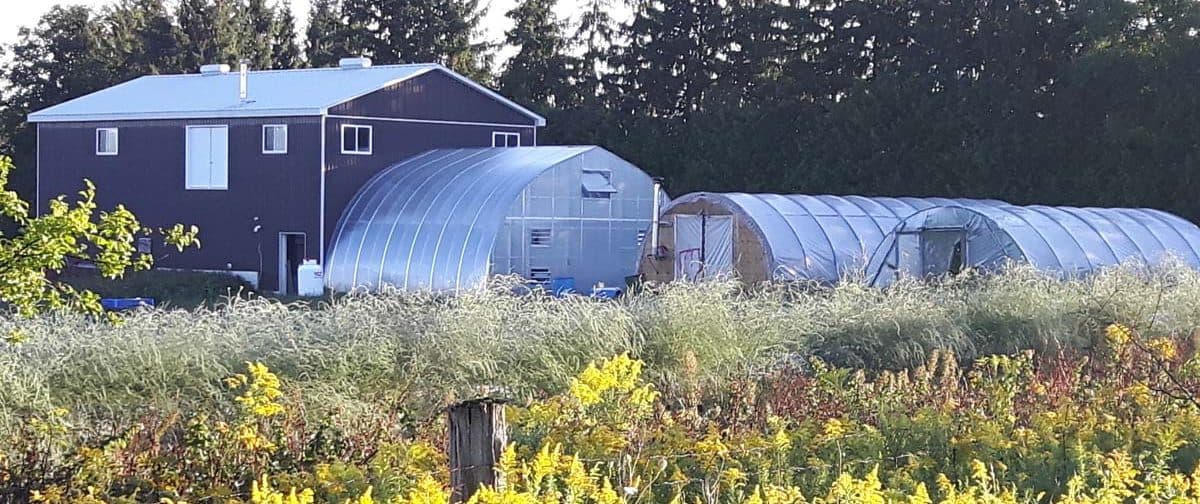 A dark red two-storey work building and three greenhouses beside a line of spruce trees, behind a field of goldenrod