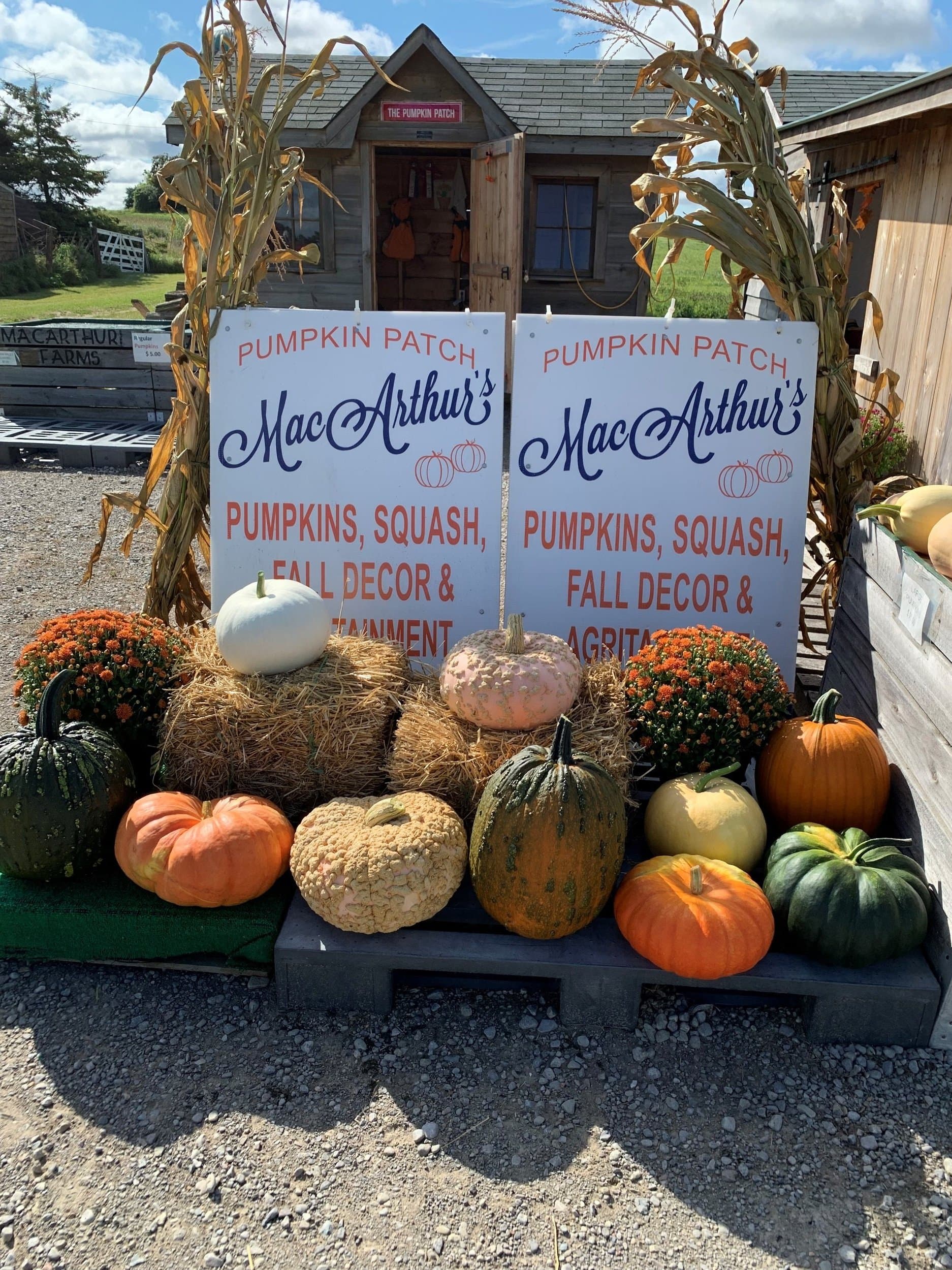 Pumpkins, warty squash and potted mums on straw bales in front of two MacArthur's Pumpkin Patch signs by the farm store