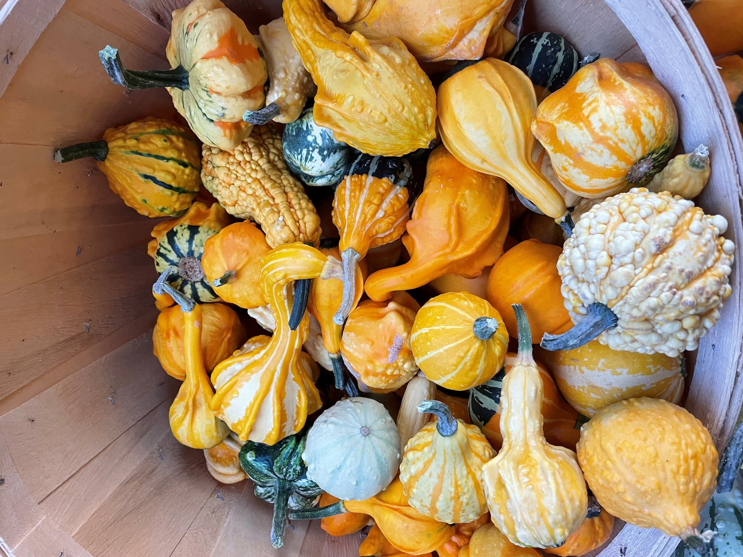 A wooden bushel basket full of ornamental gourds in yellow, orange, cream and green, some warty and some striped