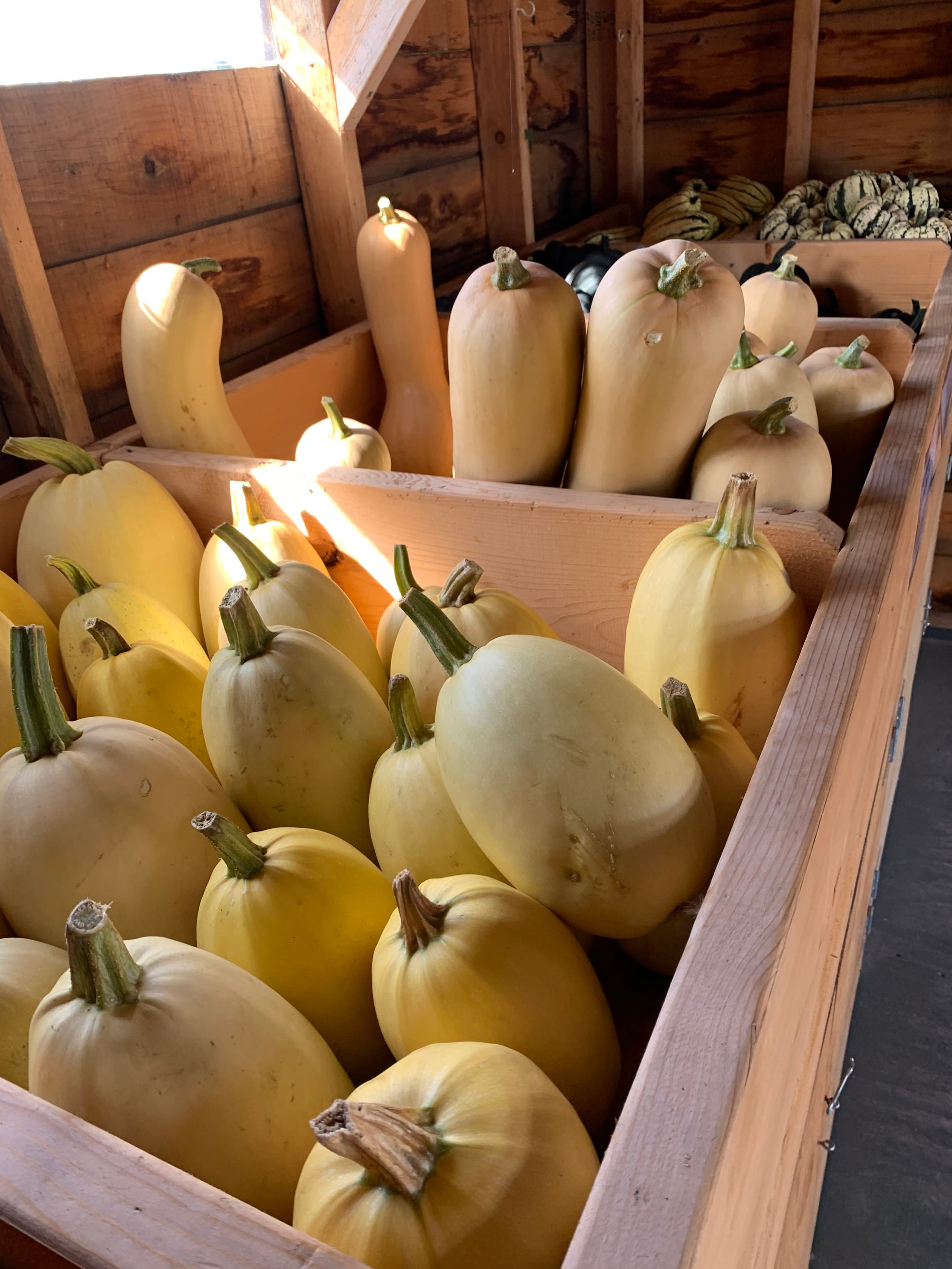 Wooden bins in the farm store heaped with pale yellow spaghetti squash, with butternut squash behind and striped delicata squash on the back shelf