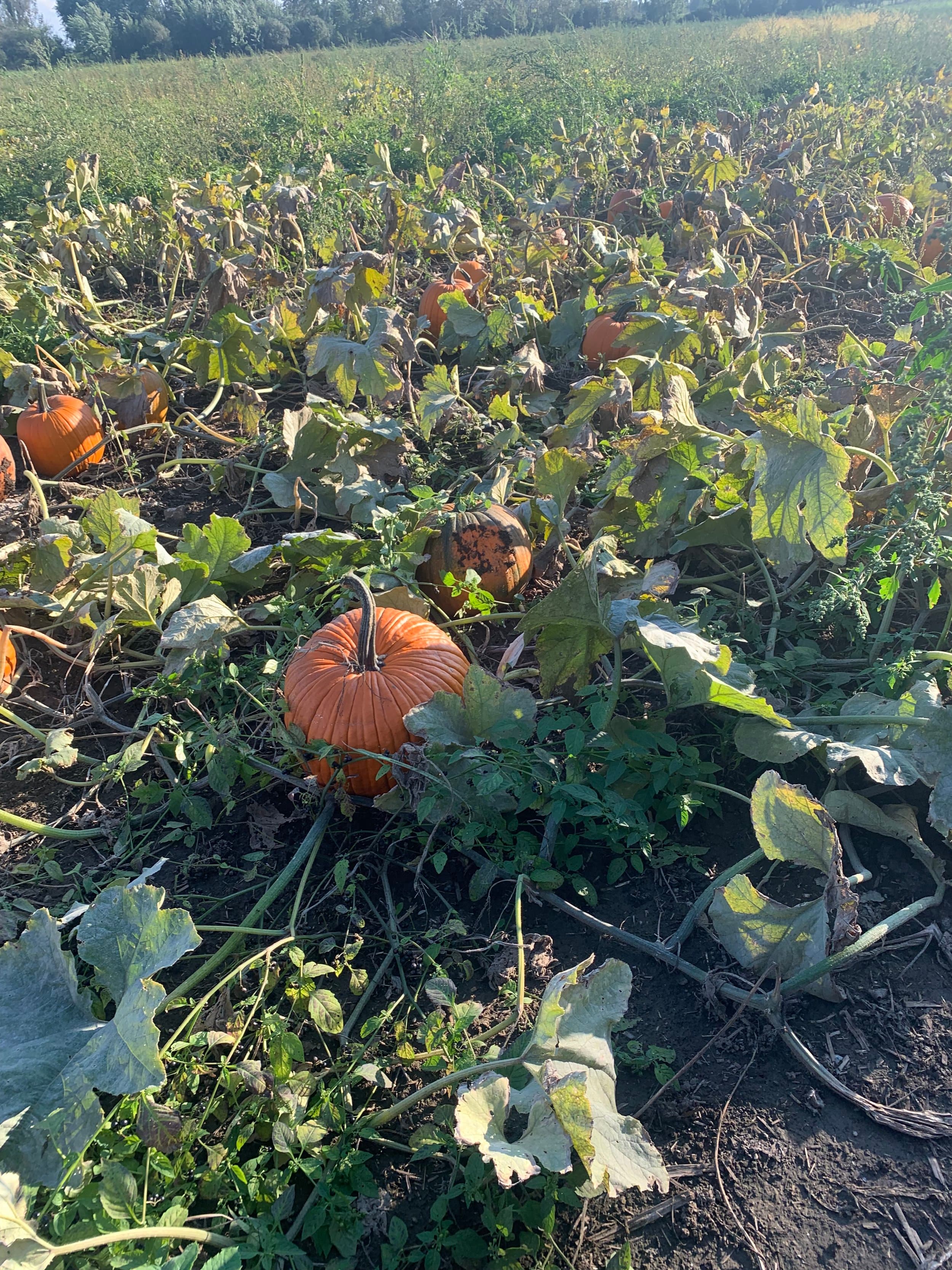 An orange pumpkin on the vine among sprawling leaves in the farm's pumpkin field, with more pumpkins scattered behind