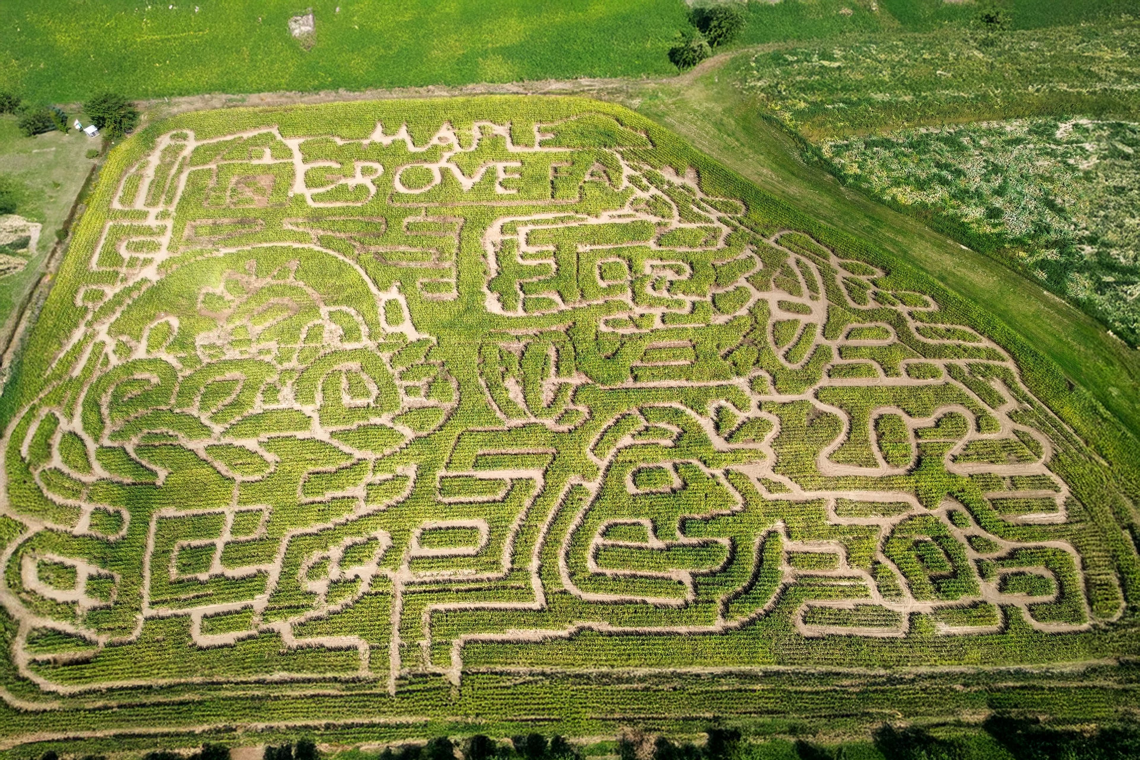 The farm's corn maze seen from the air, its paths spelling out Maple Grove Farm above a maze of looping designs