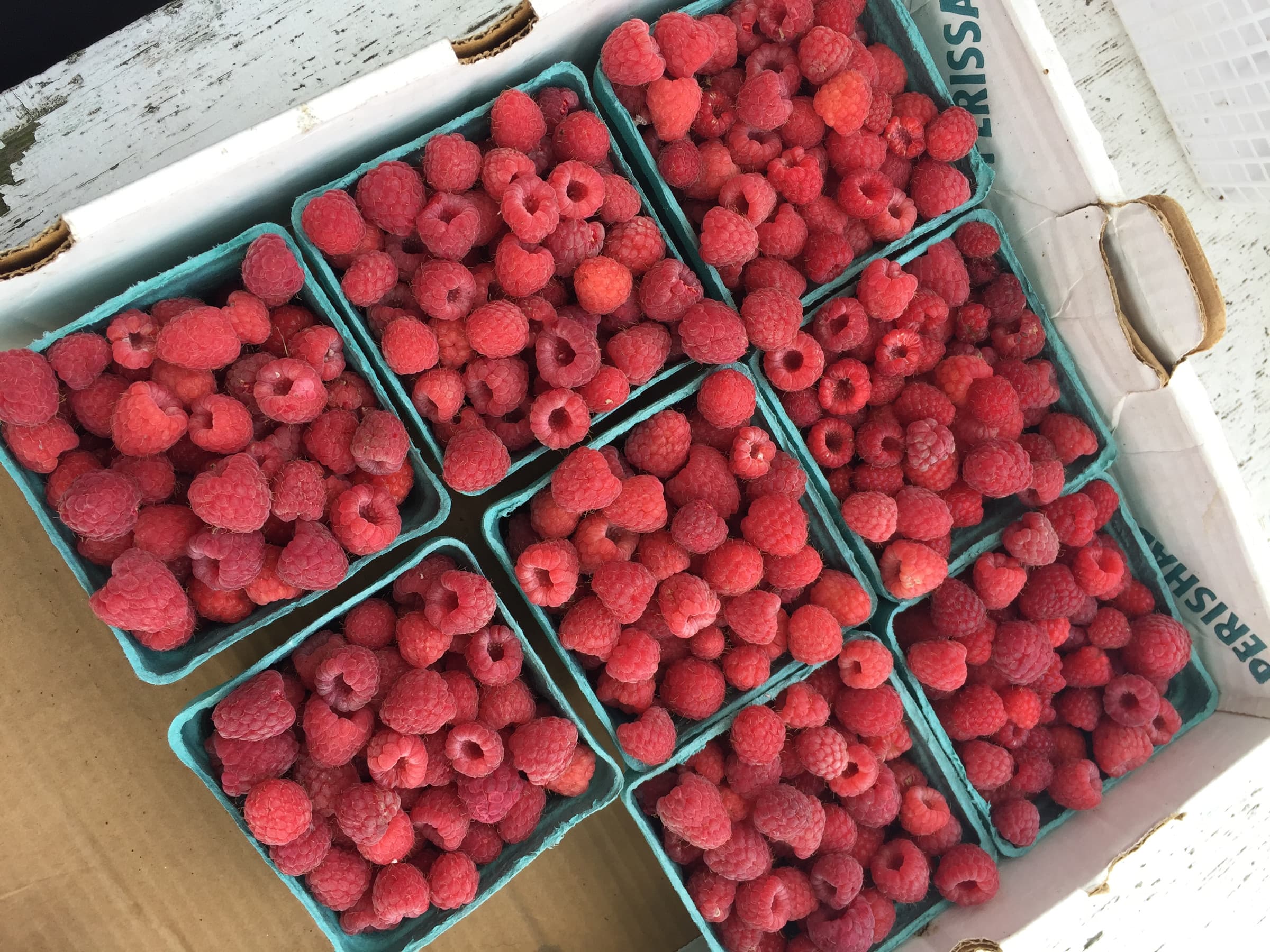 Eight green quart boxes of freshly picked red raspberries packed in a flat, seen from above