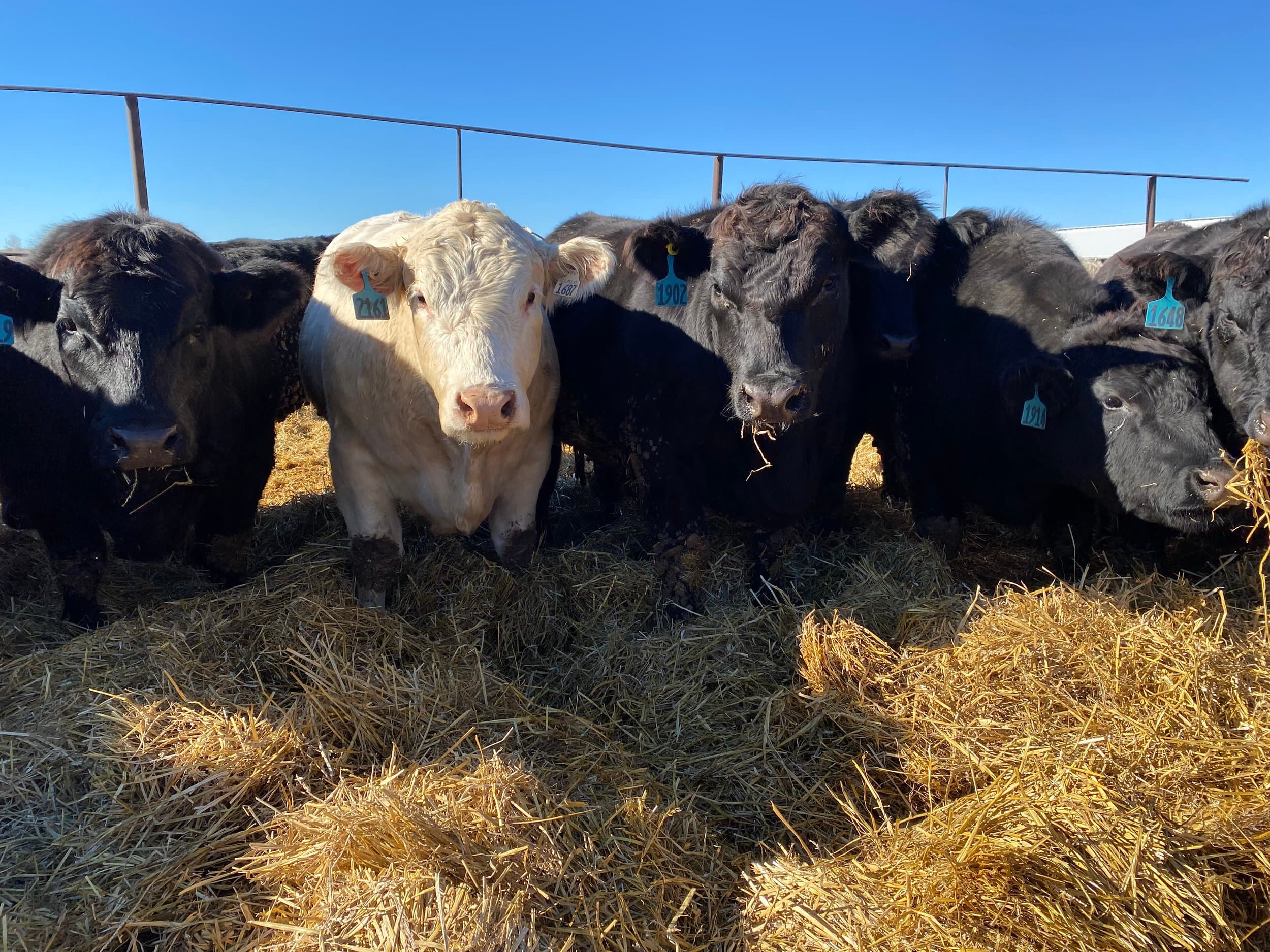 A white steer and a row of black cattle with blue ear tags look straight at the camera over a bed of straw, under a clear blue sky