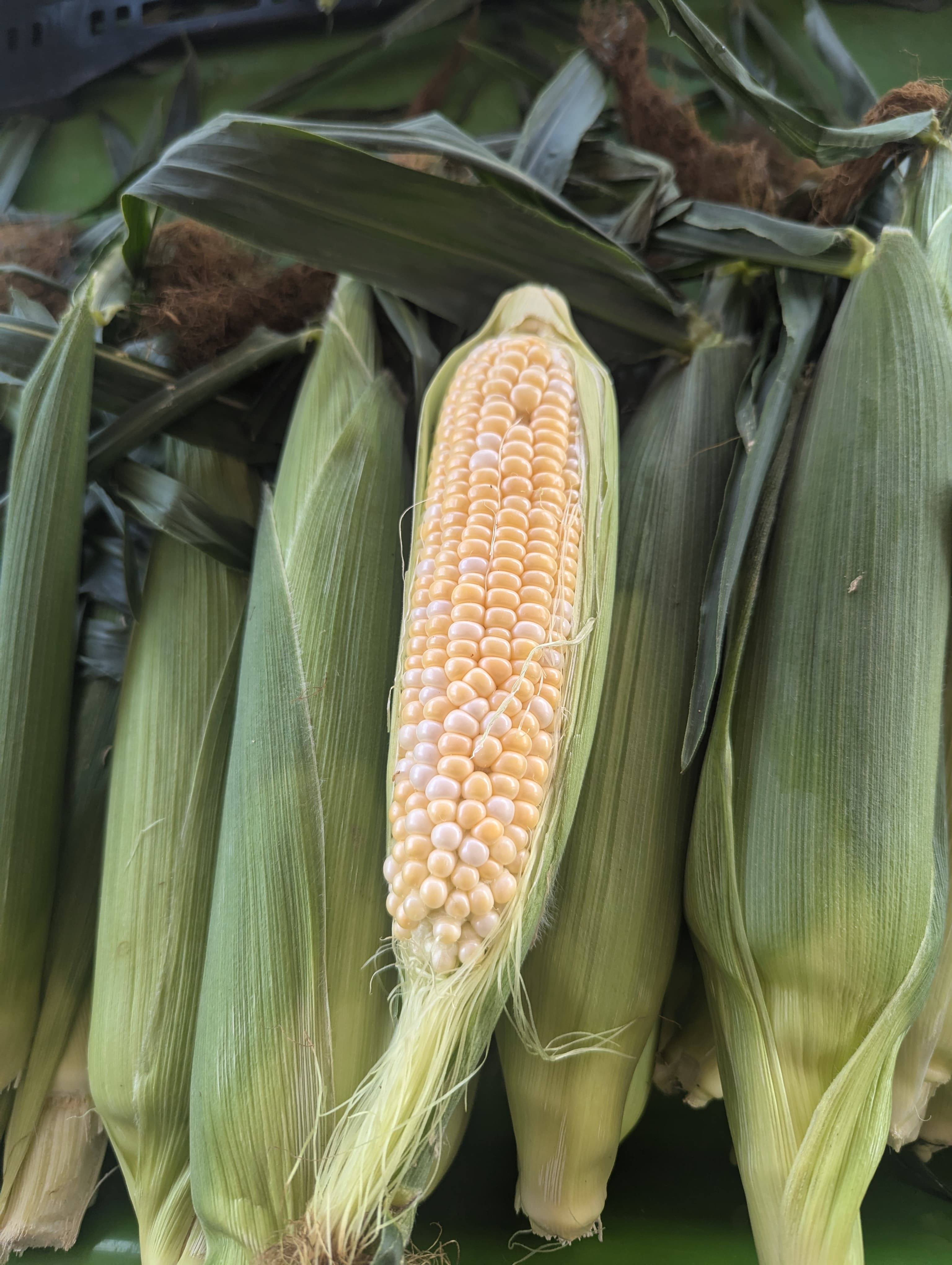 Ears of sweet corn in their husks, one pulled back to show rows of pale yellow and white kernels