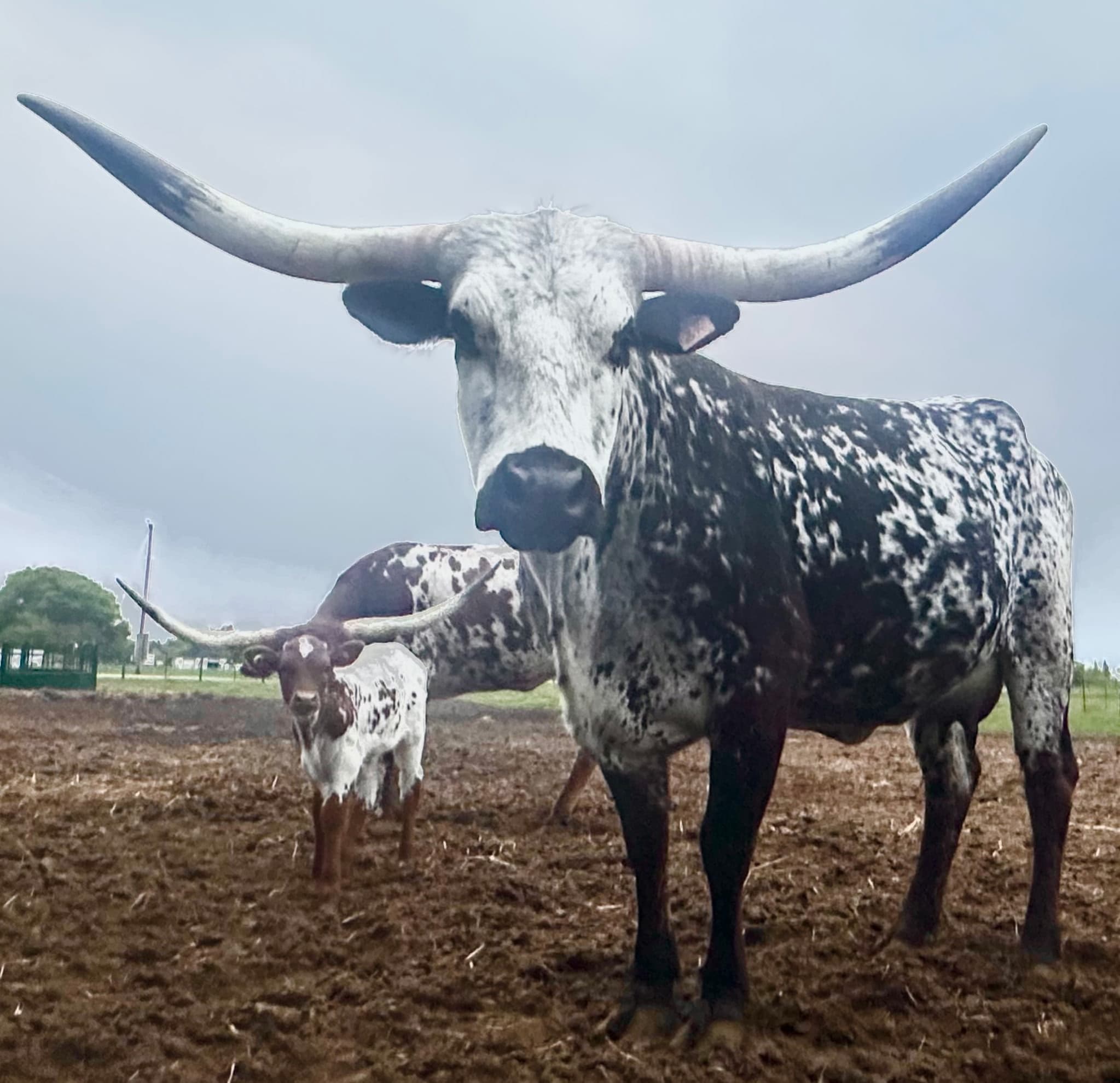 A speckled Longhorn with wide horns, and a young Longhorn calf behind it in the farm's paddock