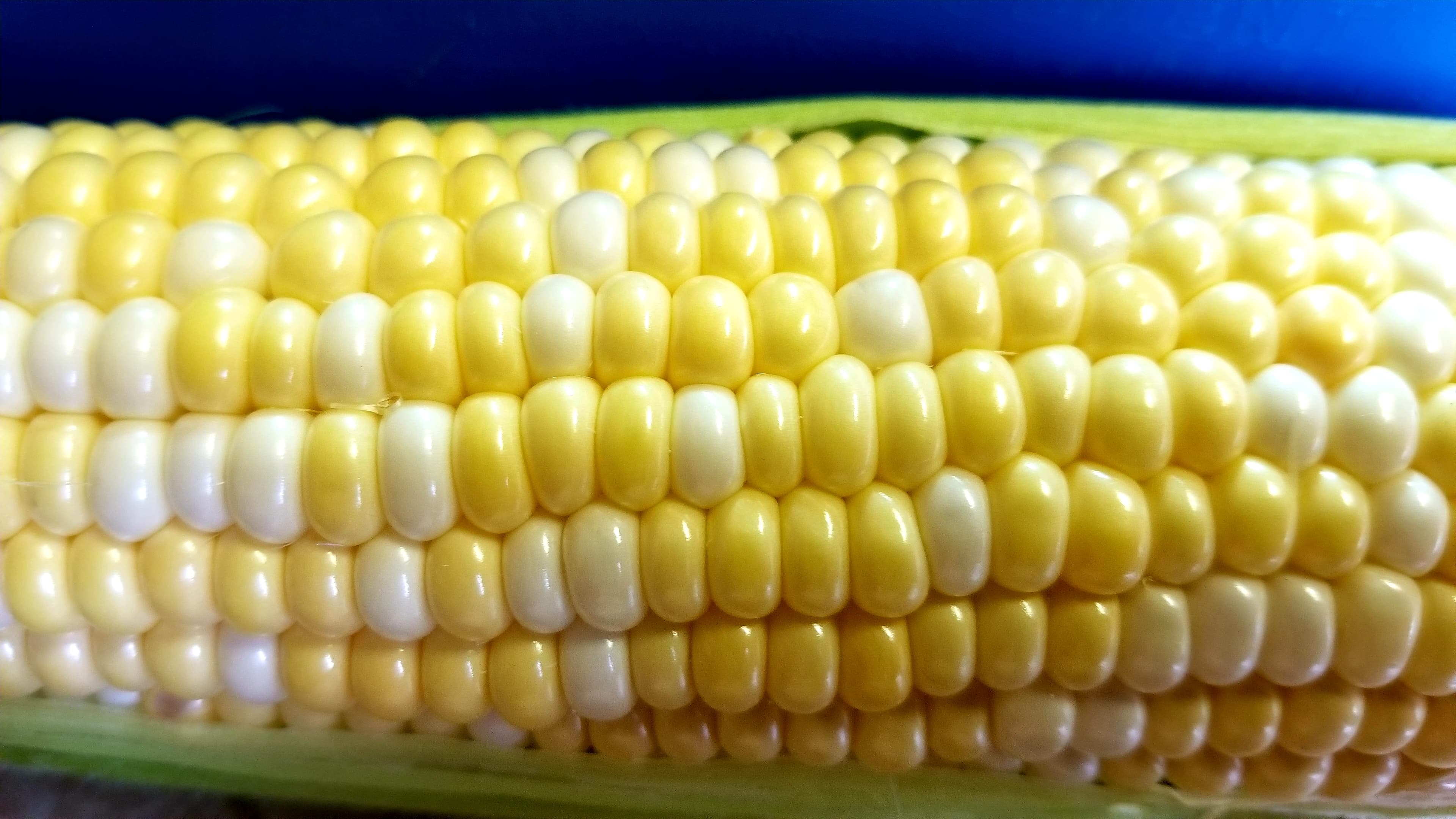 Close-up of a husked cob of bicolour sweet corn, rows of yellow and white kernels