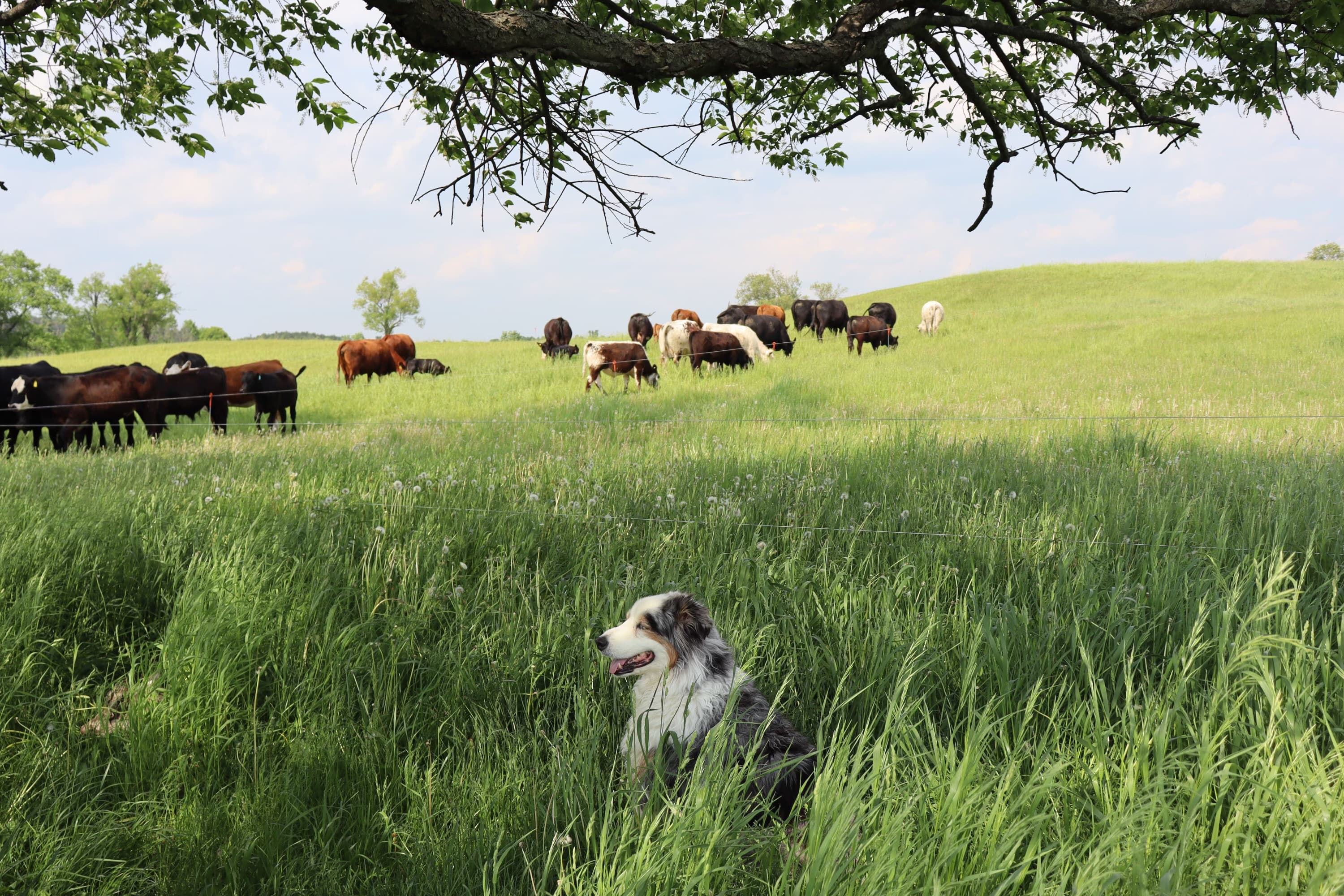 The farm's herd of black, red and speckled cattle grazing a green pasture under a tree branch, with a farm dog sitting in the long grass