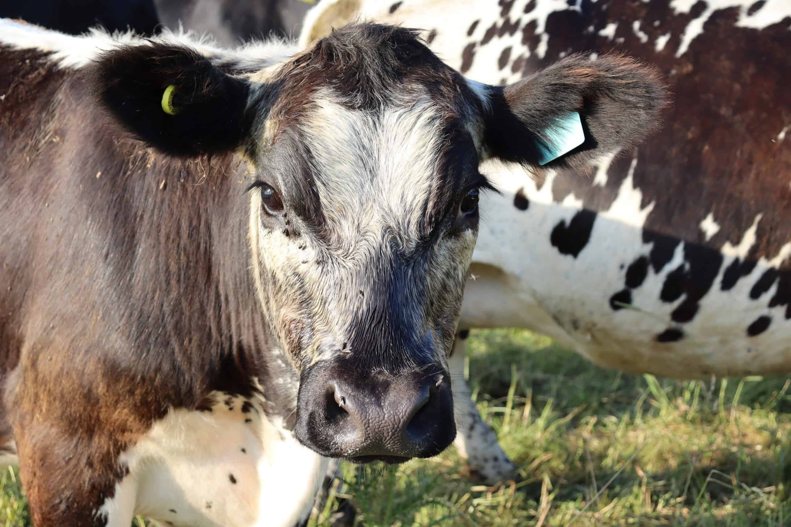 Close-up of Oreo, a black-and-white Speckled Park with yellow and blue ear tags, looking at the camera in the pasture with another speckled cow behind