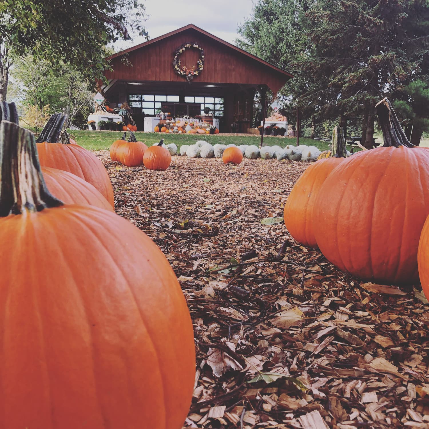 Orange pumpkins on a wood-chip path lead to the red-brown farm market building, its front piled with pumpkins and squash under a fall wreath