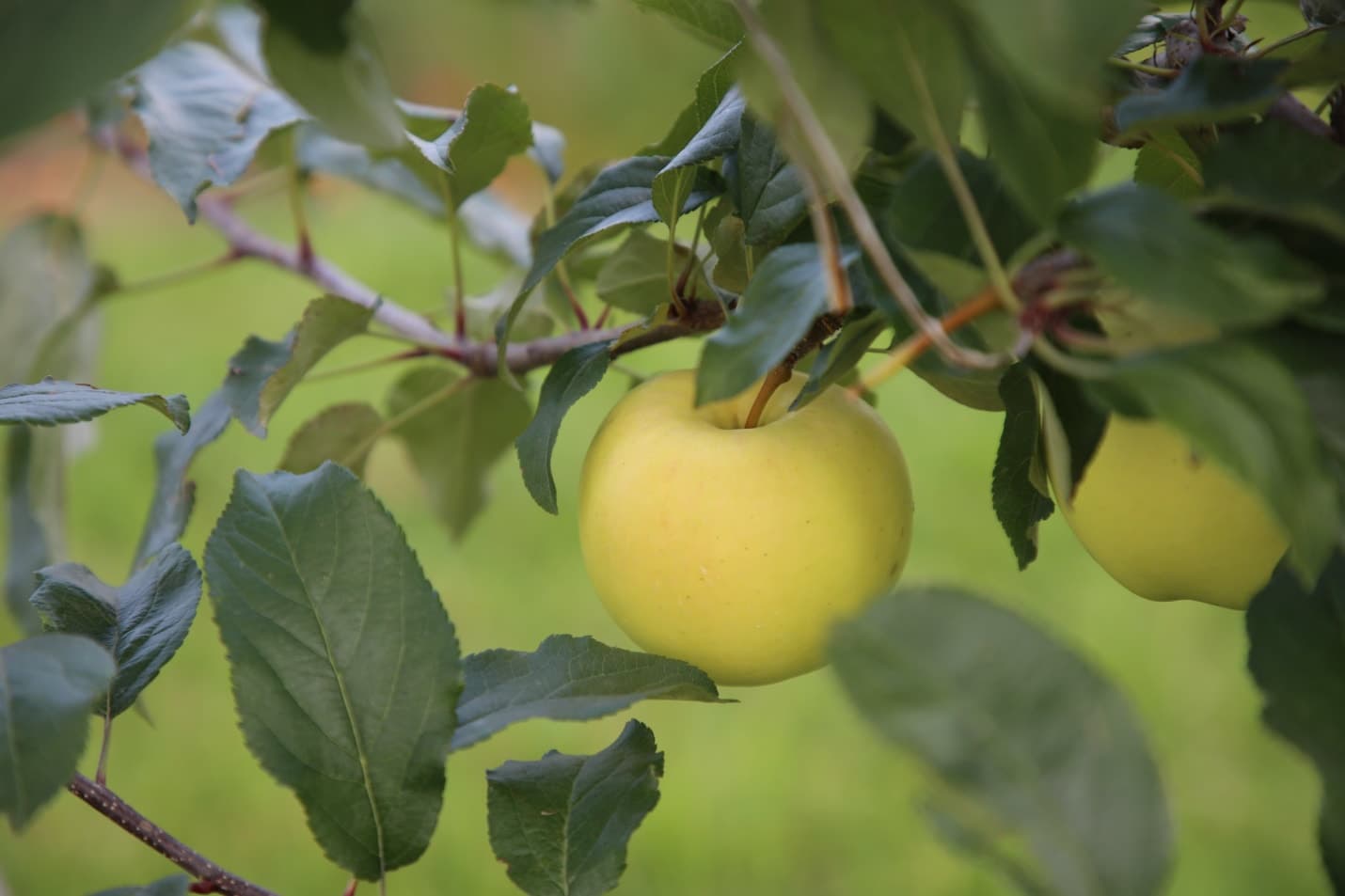 A ripe yellow apple hangs among green leaves on a branch in the orchard
