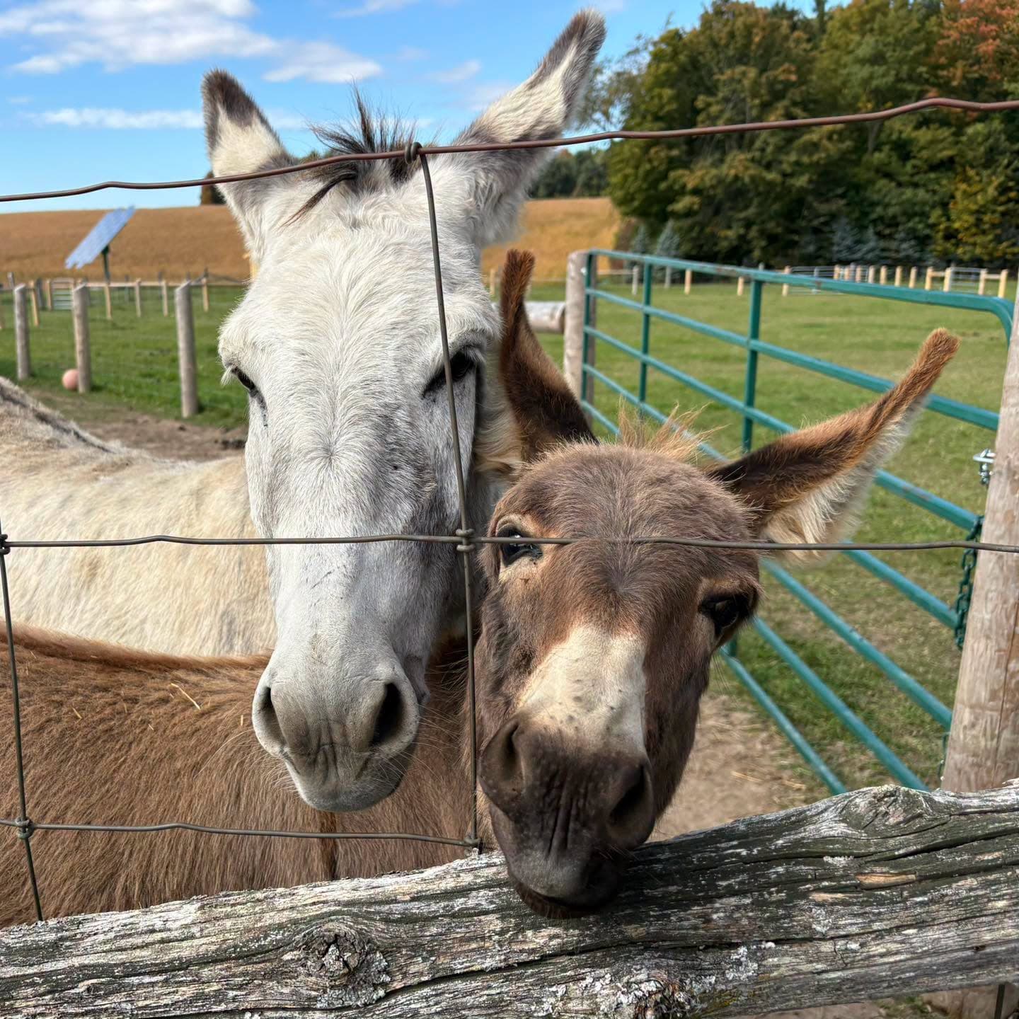 A grey donkey and a brown donkey resting their heads on the paddock's split-rail fence, with pasture and autumn trees behind