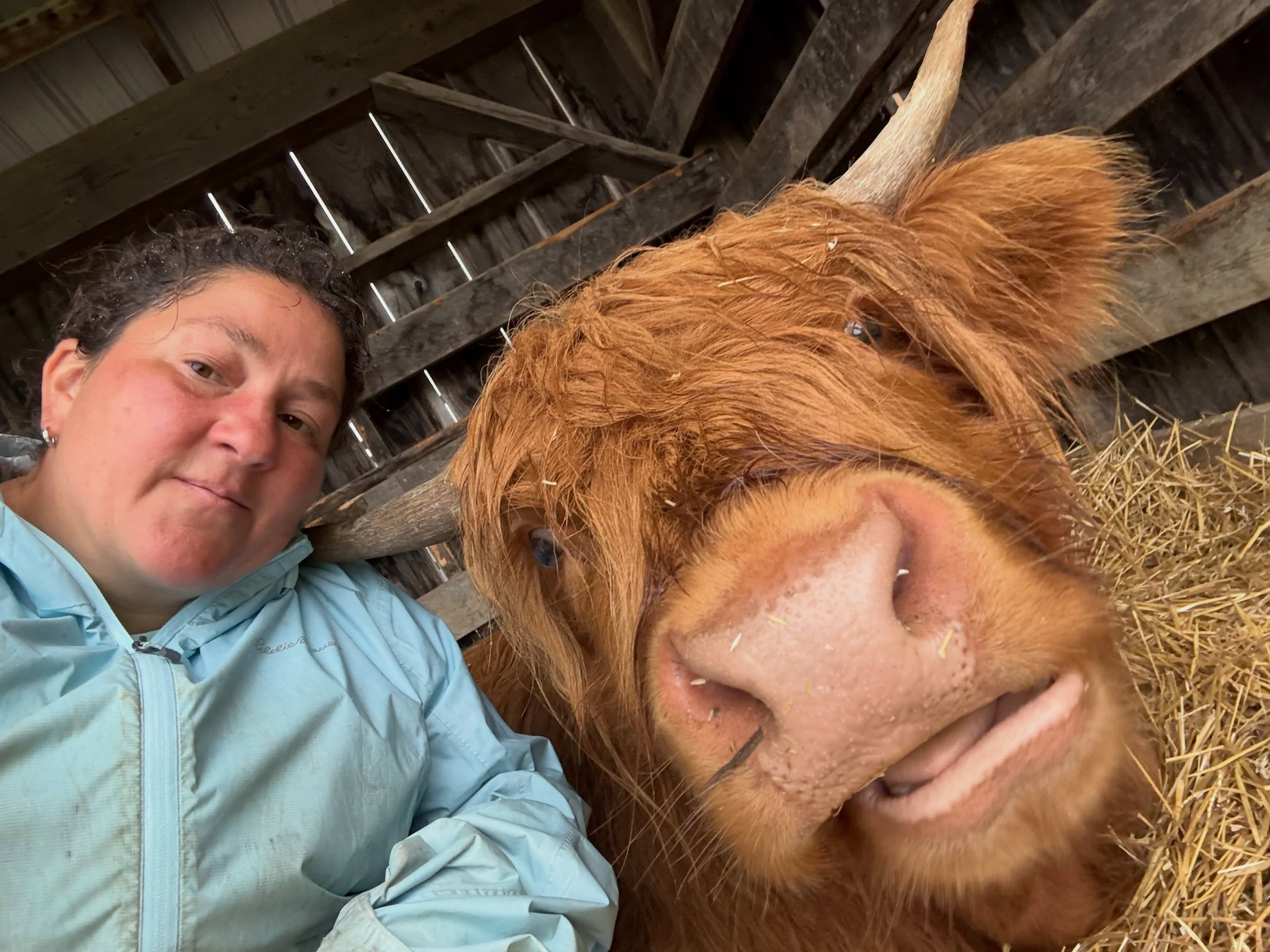 Melissa Van Casteren, one of the owners, in the straw-bedded shelter beside Linnhe, the farm's Highland heifer