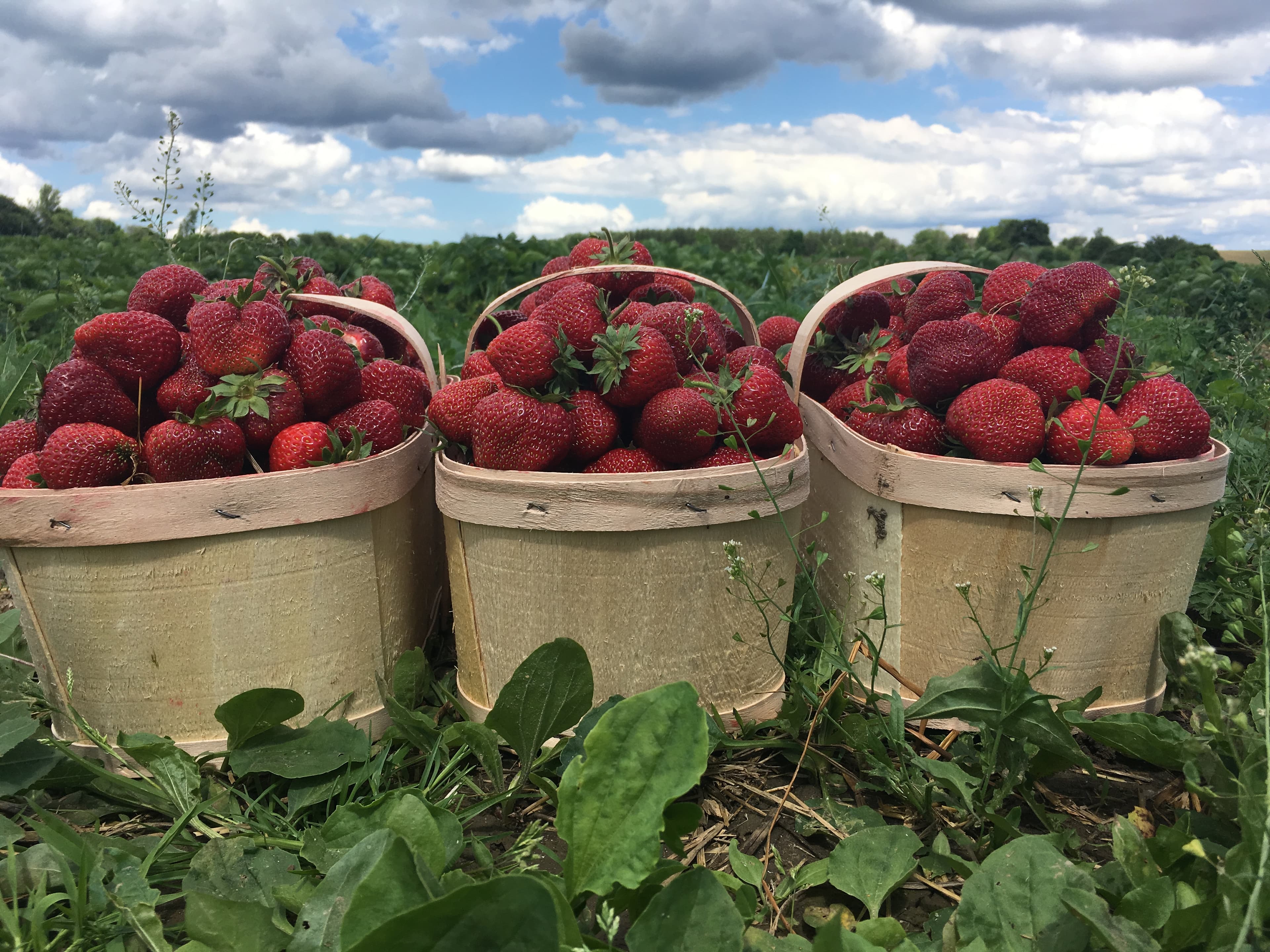 Three wooden baskets heaped with ripe strawberries sit in the strawberry field under a cloudy summer sky