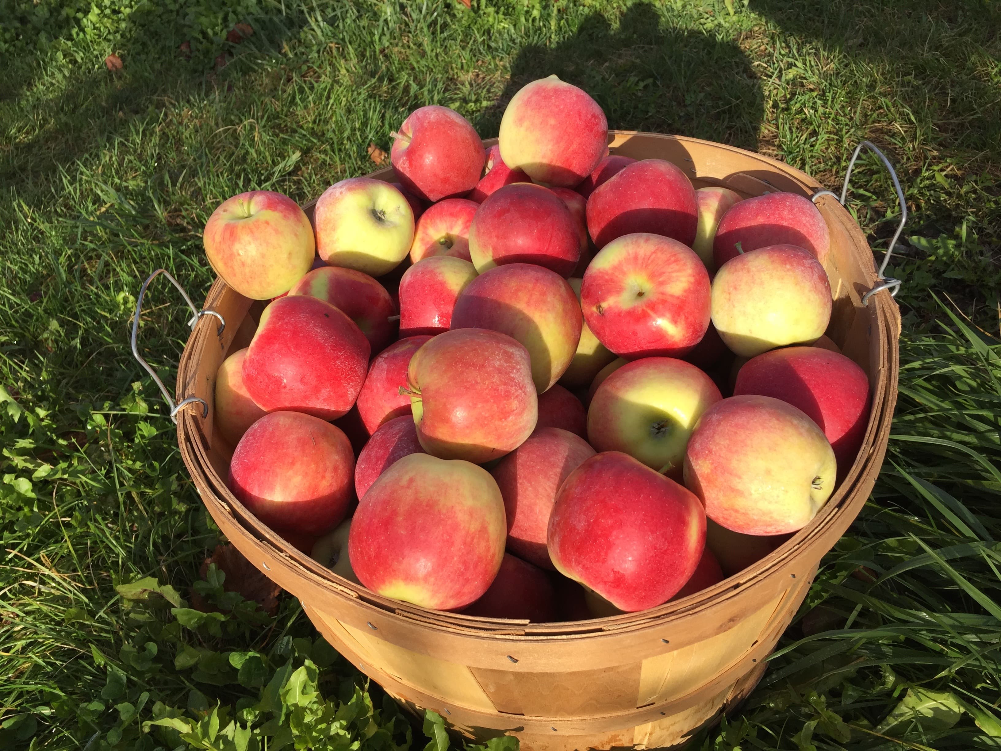 A bushel basket full of red and yellow apples on the grass in low autumn sun
