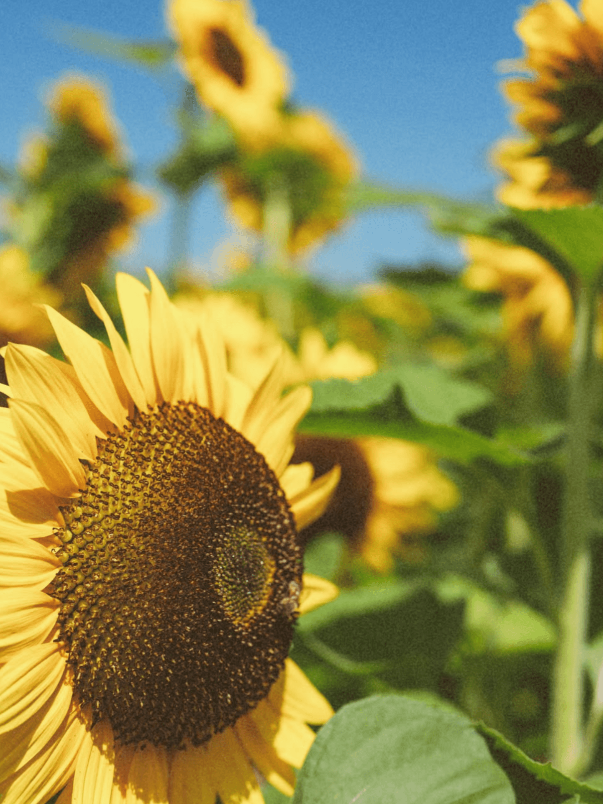 A sunflower in full bloom in the foreground, with more sunflowers and blue sky softly out of focus behind