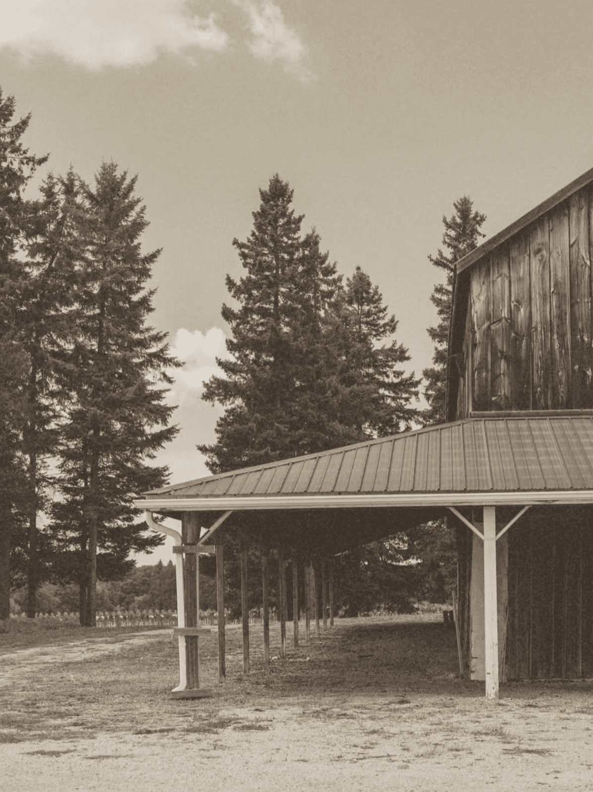 Sepia photo of a weathered wooden barn with an open-sided drive shed on white posts, tall spruce trees behind
