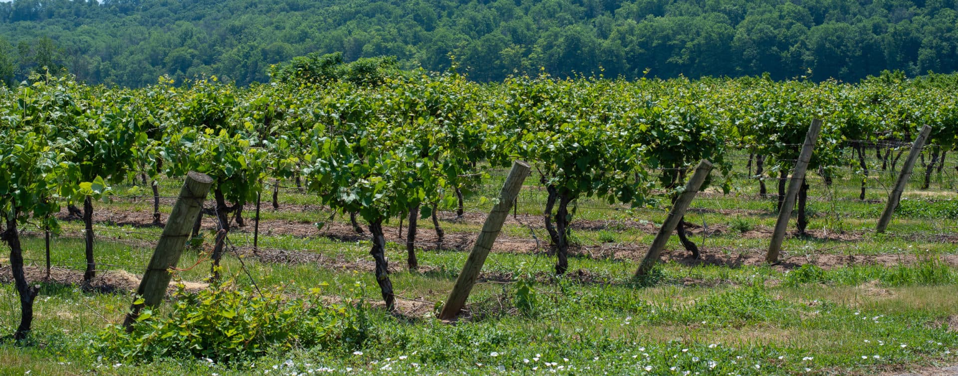 Rows of leafy grapevines on wooden posts in summer, with the wooded escarpment behind