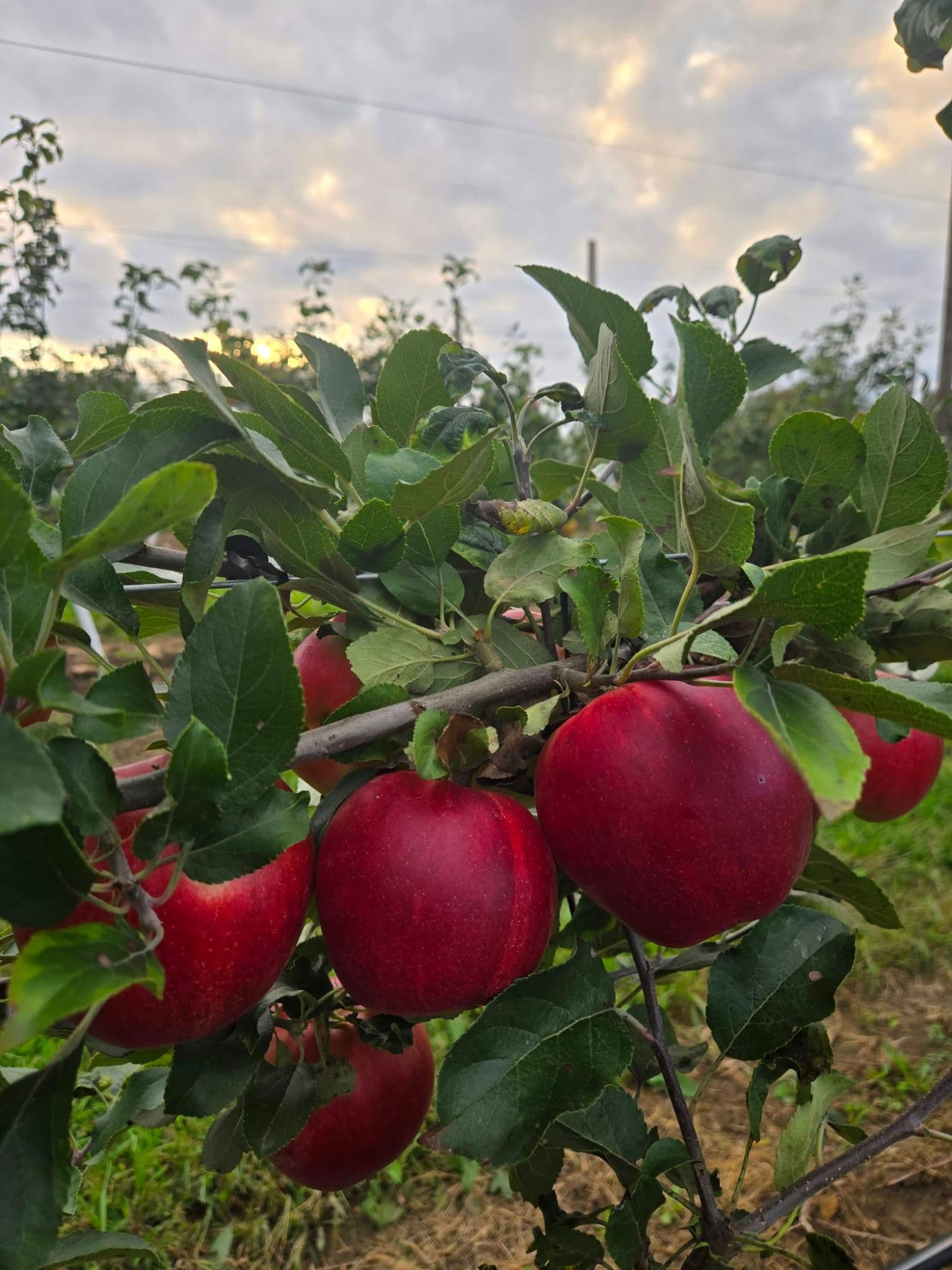 Ripe red apples hanging among green leaves on a young orchard tree, with a cloudy evening sky behind