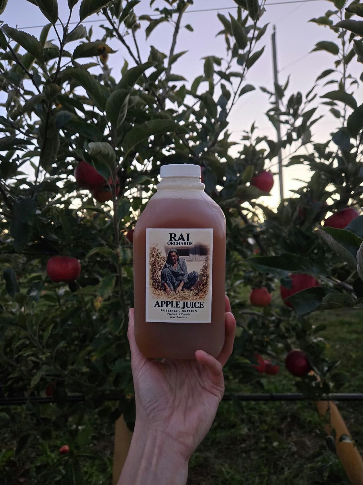 A hand holds up a bottle of the farm's fresh pressed apple juice, labelled Rai Orchards, among apple trees hung with red fruit at dusk