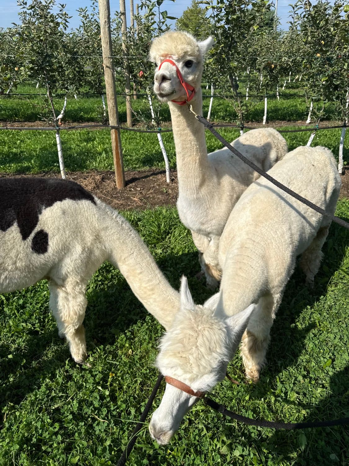 Three alpacas on leads graze on clover between rows of young apple trees, one cream alpaca in a red halter looking at the camera