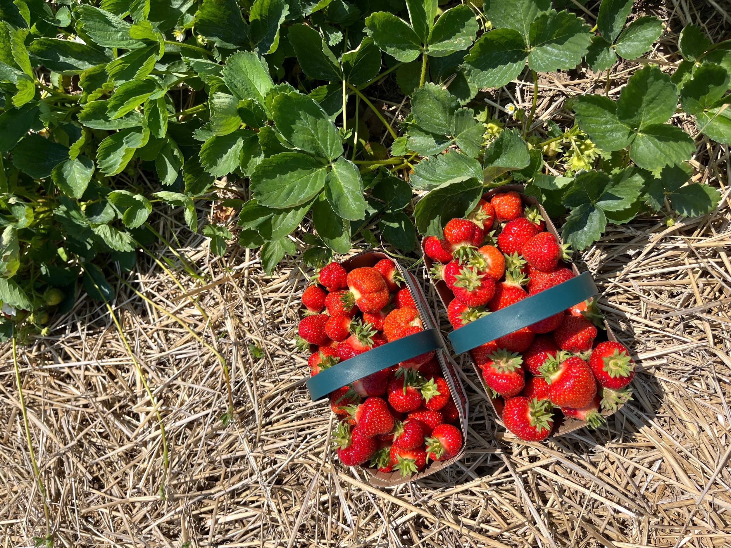 Two baskets heaped with just-picked strawberries rest on the straw beside the strawberry plants