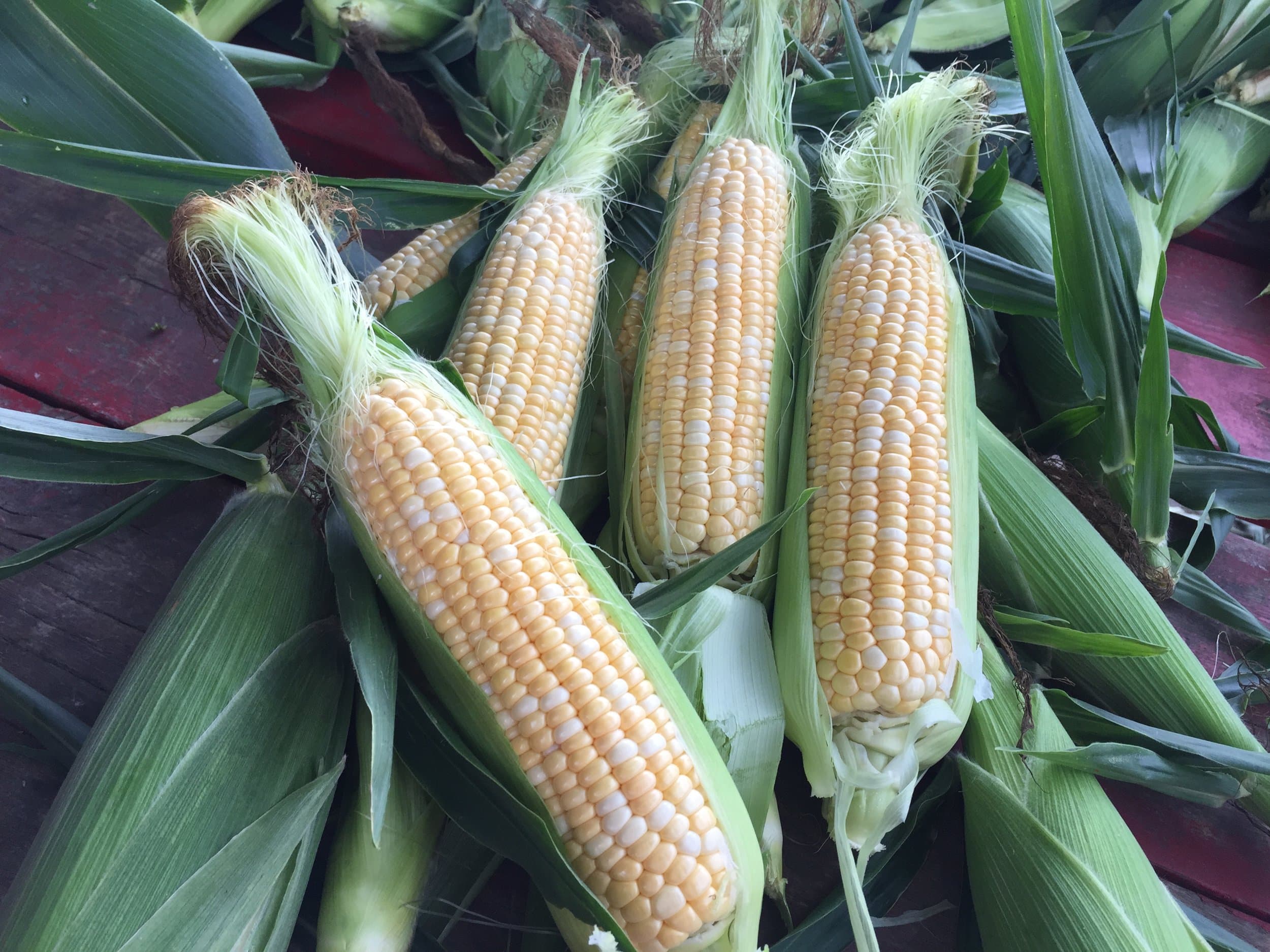 Freshly picked ears of bi-colour sweet corn, husks pulled back, piled on a red wooden wagon