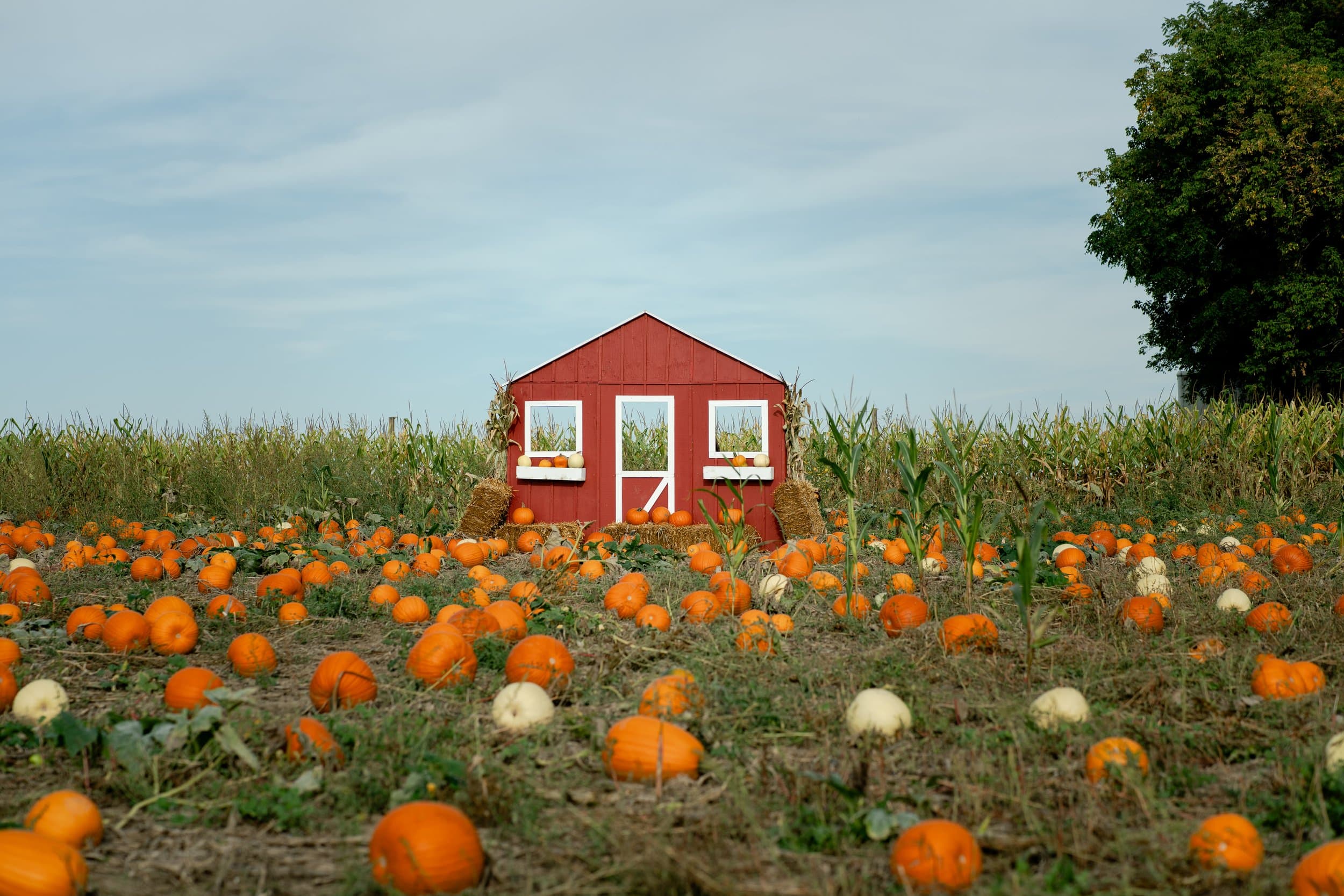 Orange and white pumpkins ripen across the patch in front of a small red shed with white-framed windows, with tall corn behind