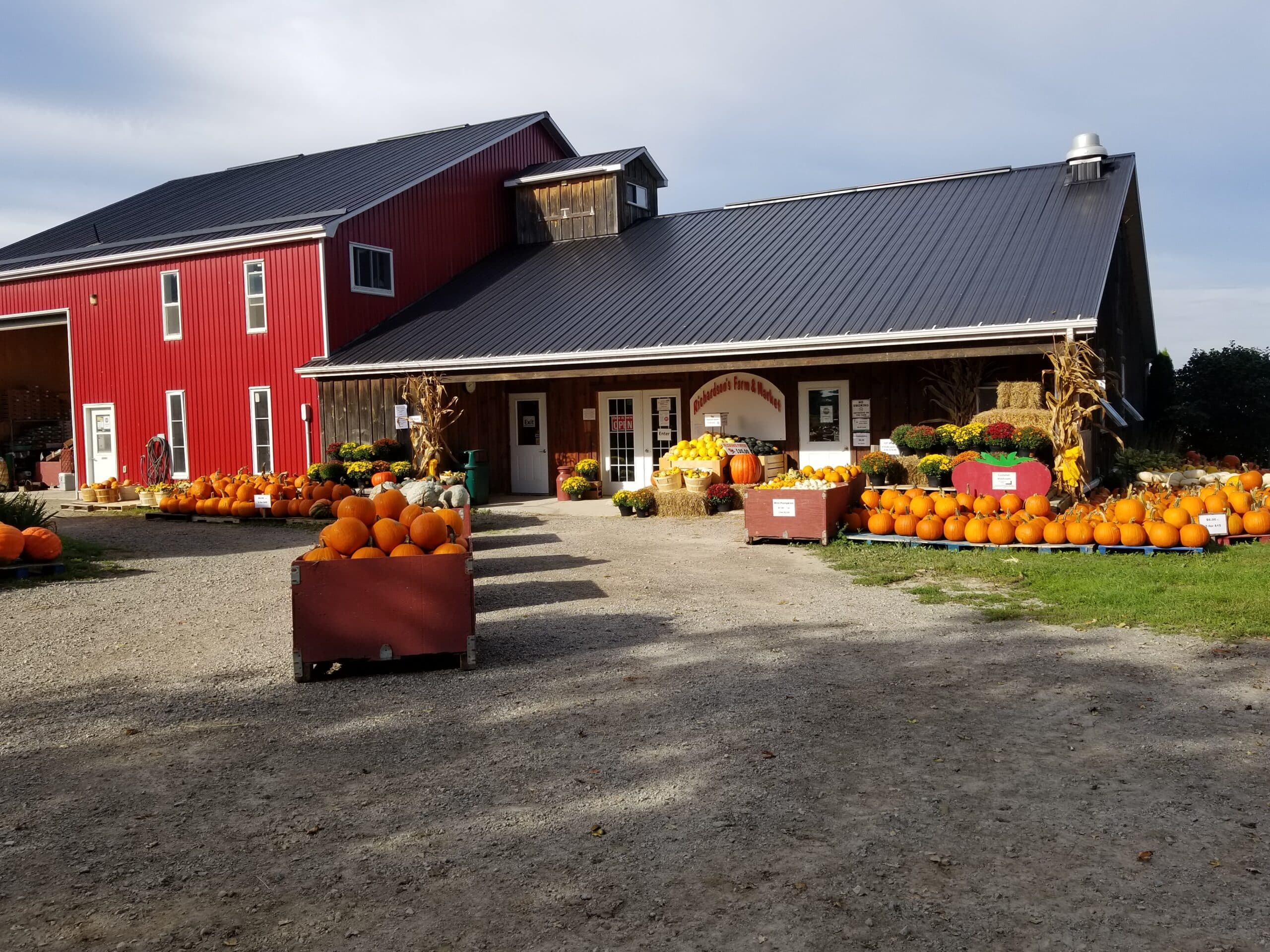 The red barn and wood-sided farm store with bins and pallets of orange pumpkins and potted mums out front on a sunny fall day