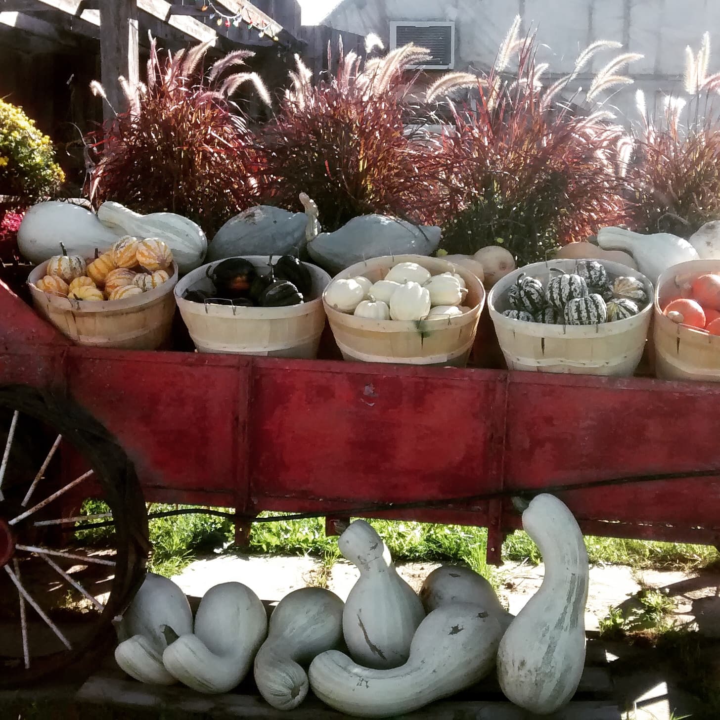 Bushel baskets of acorn, delicata and pattypan squash on an old red farm wagon, with long pale squash stacked below and red ornamental grasses behind