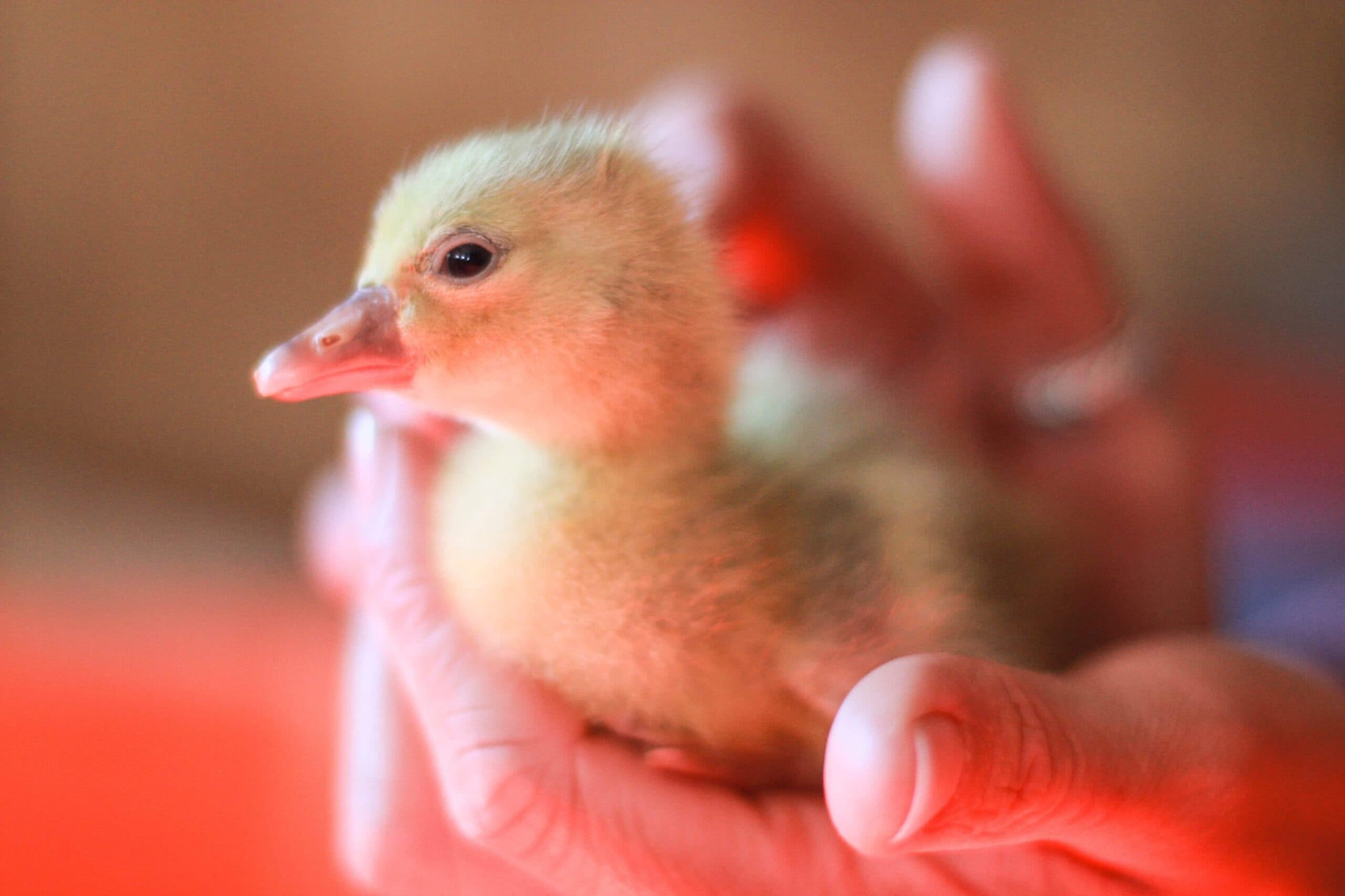 A fluffy yellow duckling held in a pair of cupped hands under a warm heat lamp