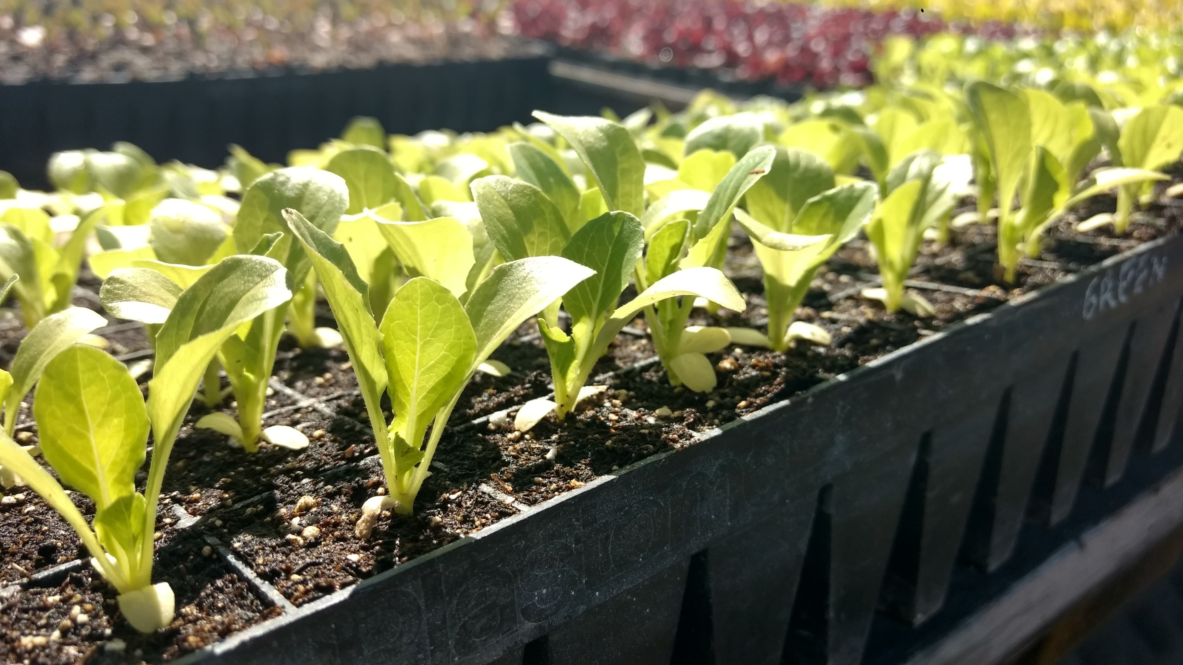 Rows of young leafy green seedlings in black seed trays in the farm's sunlit greenhouse, with trays of red lettuce behind