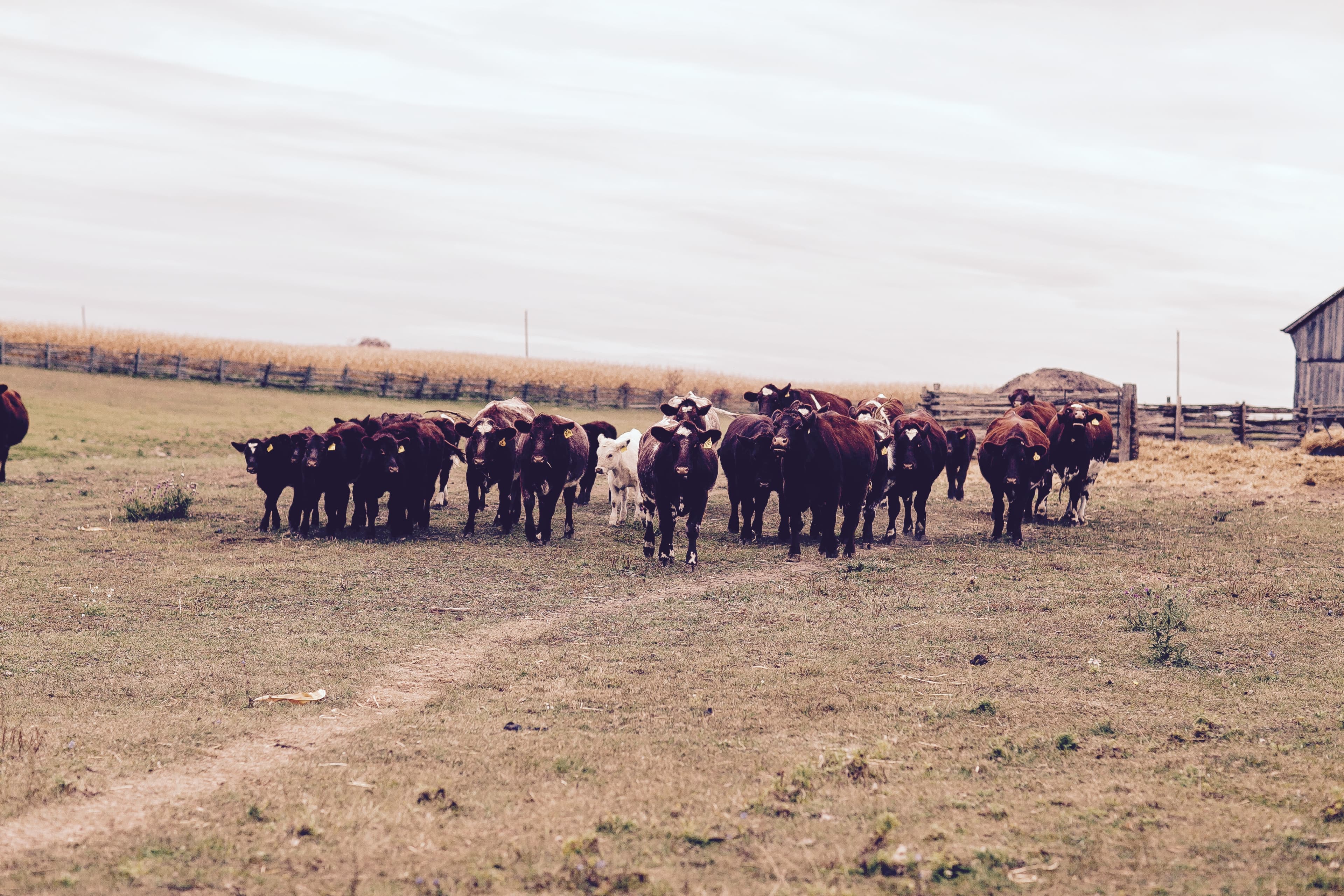 A herd of red and white Shorthorn cattle walking toward the camera across a pasture, with a wooden fence and barn behind